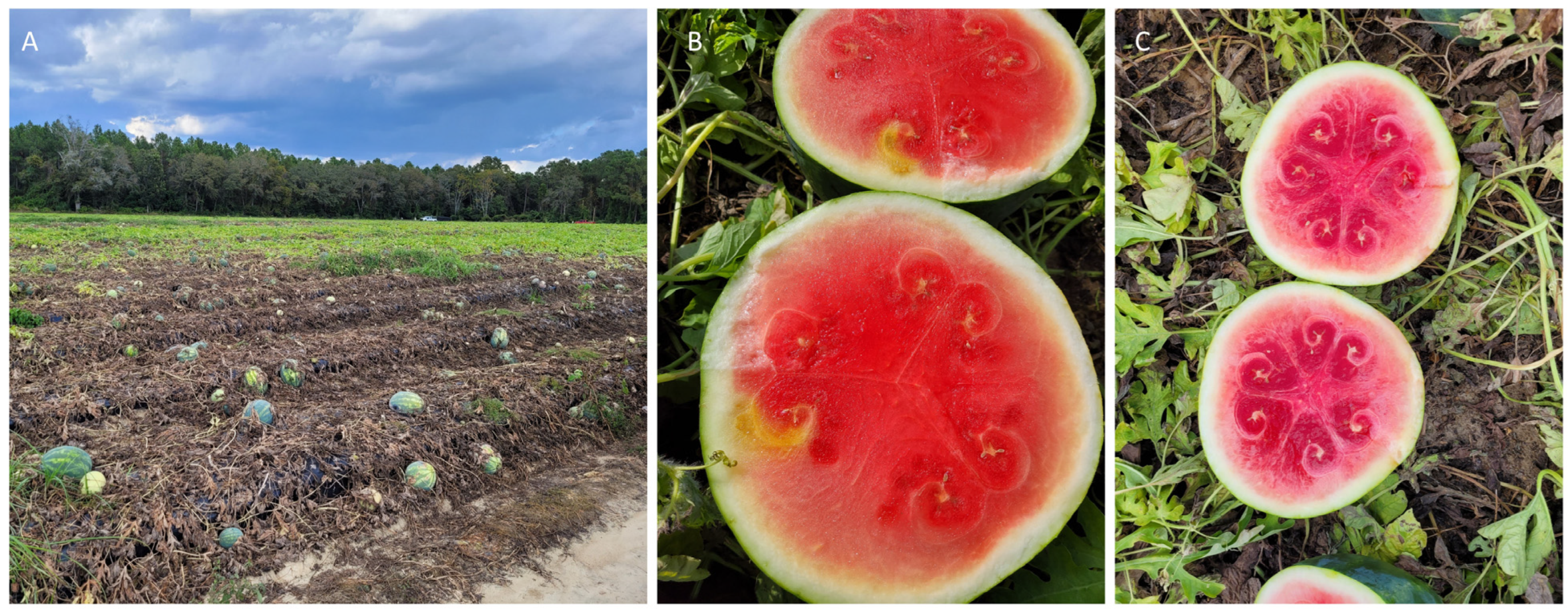 Viruses 15 02278 g003