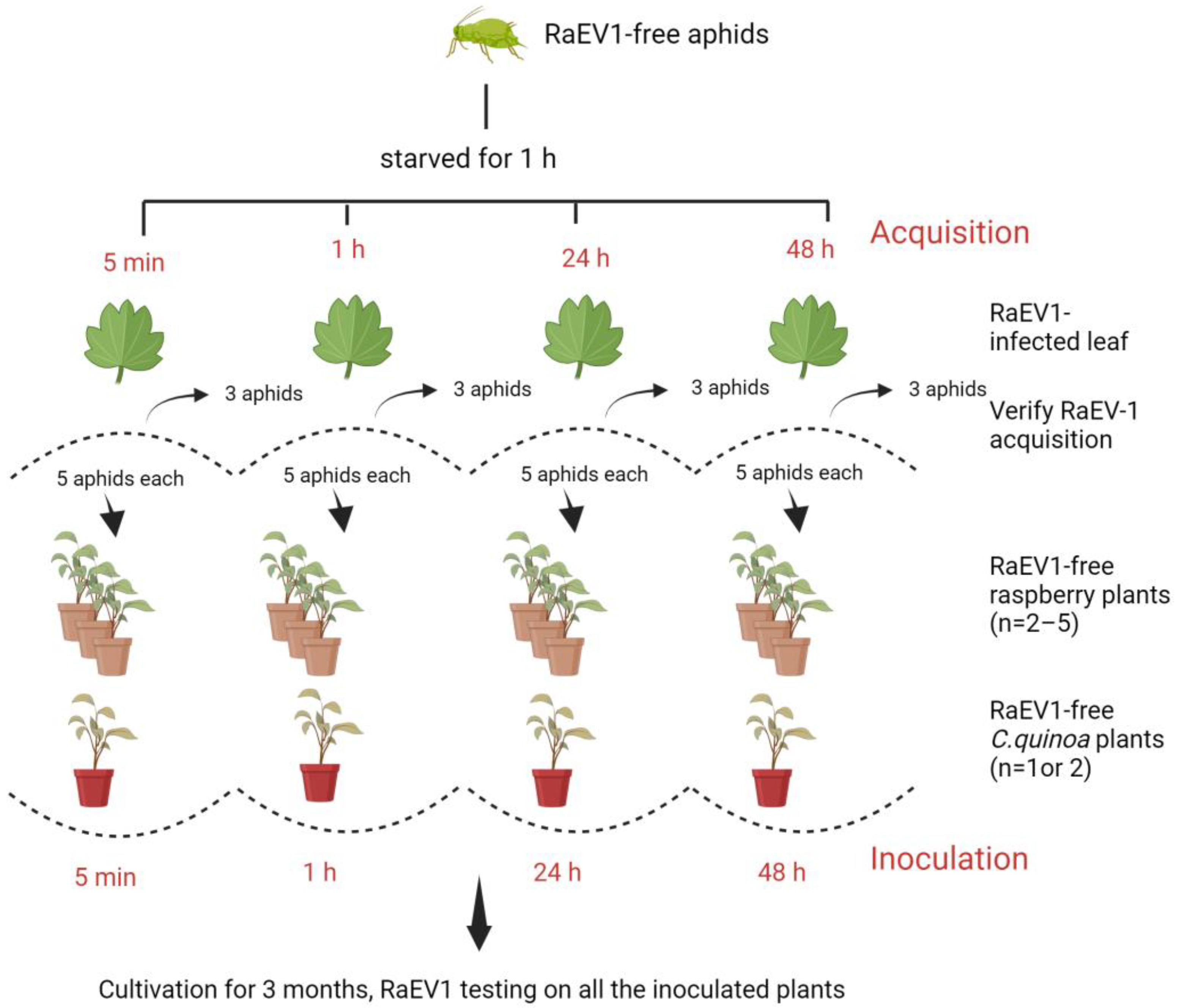 Viruses 15 02281 g001