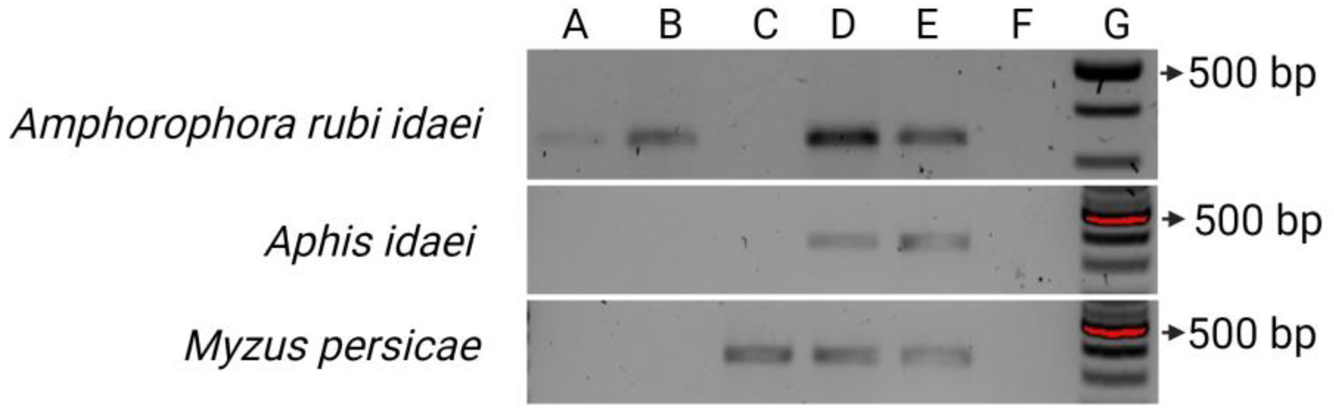 Viruses 15 02281 g009