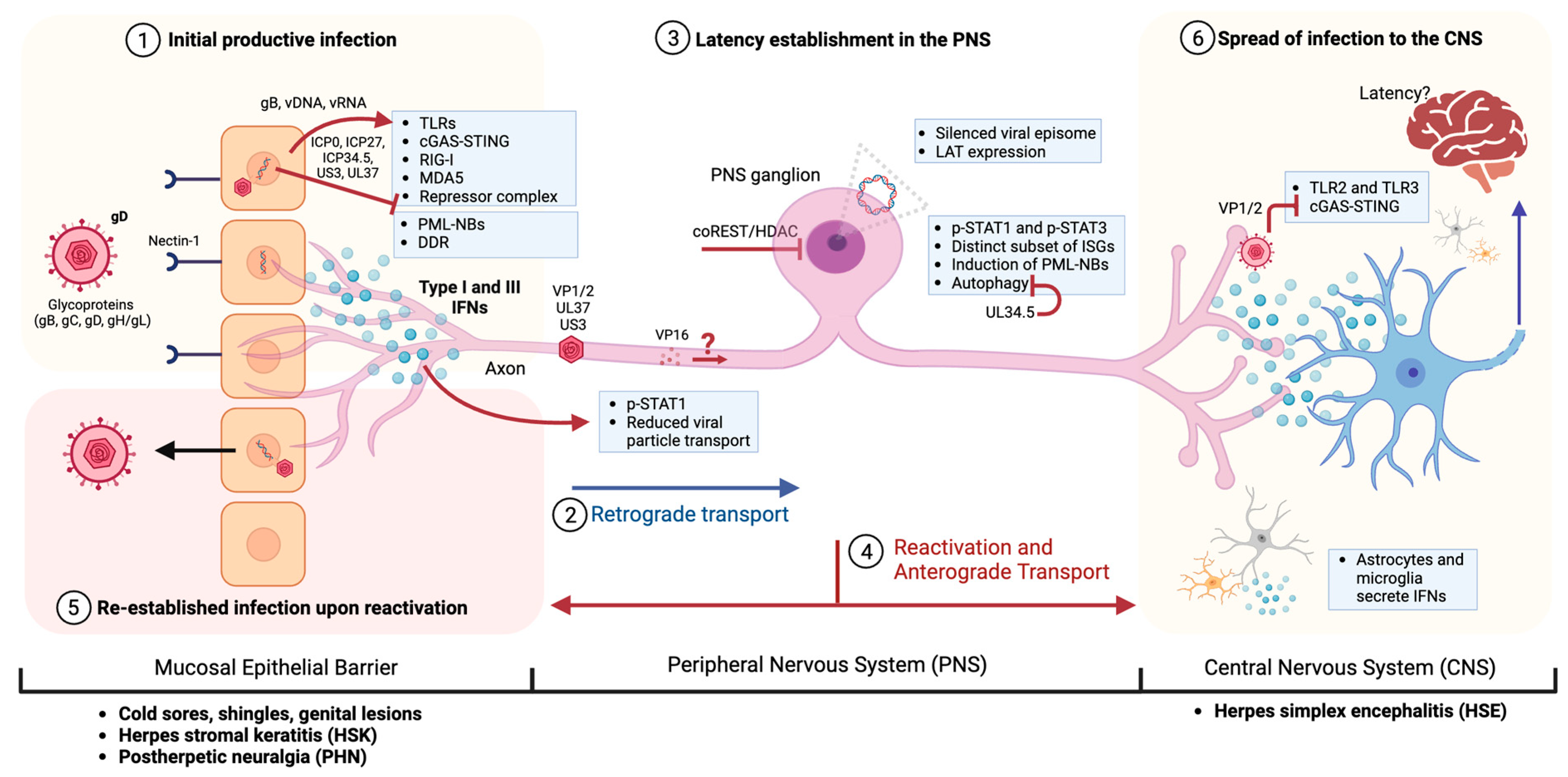 Viruses 15 02284 g001