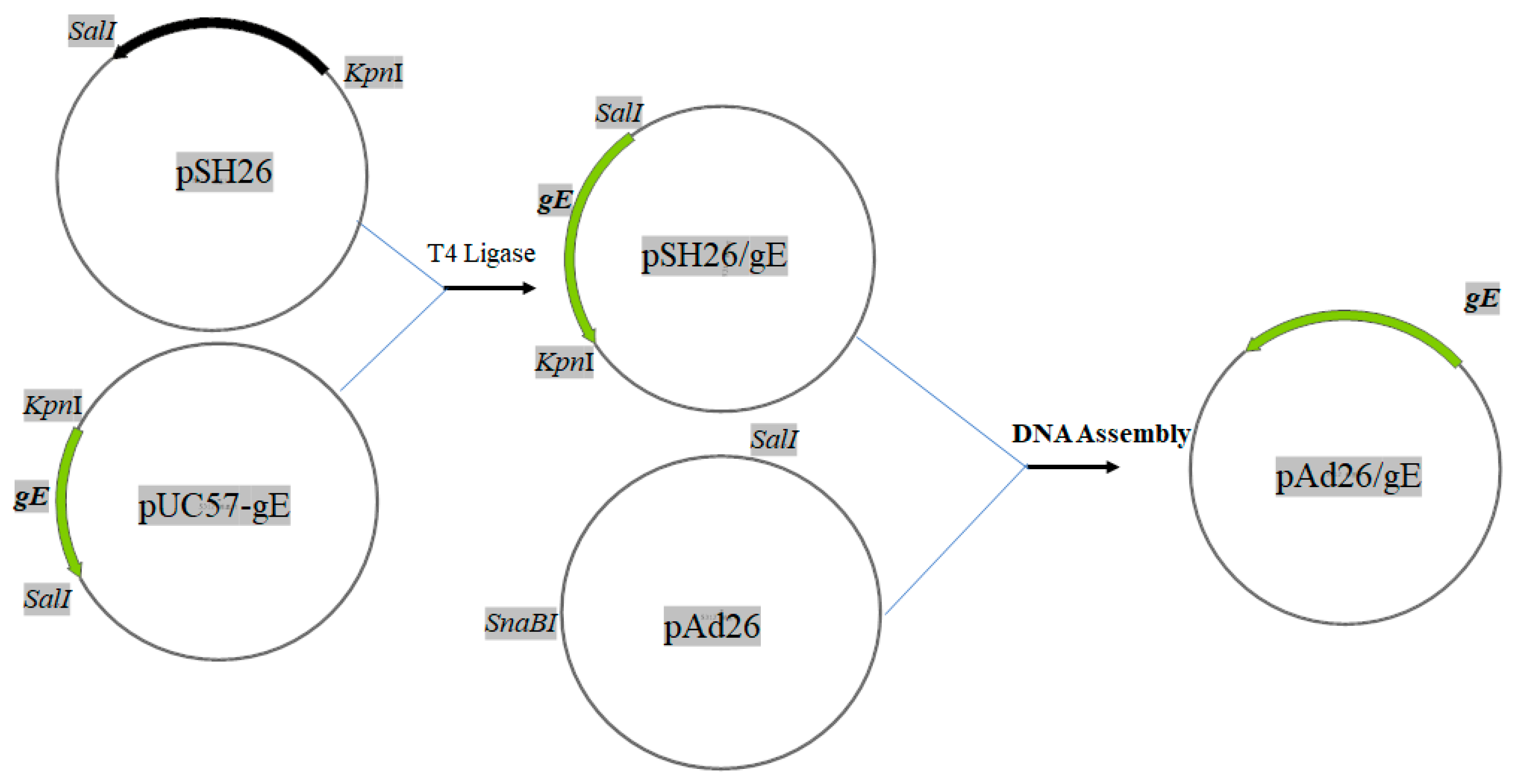 Viruses 15 02288 g001