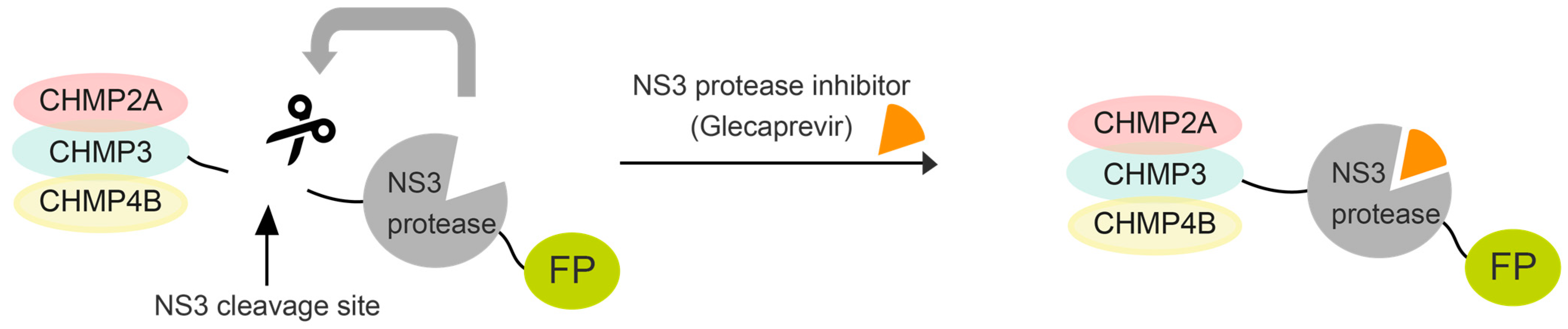 Viruses 15 02289 g001