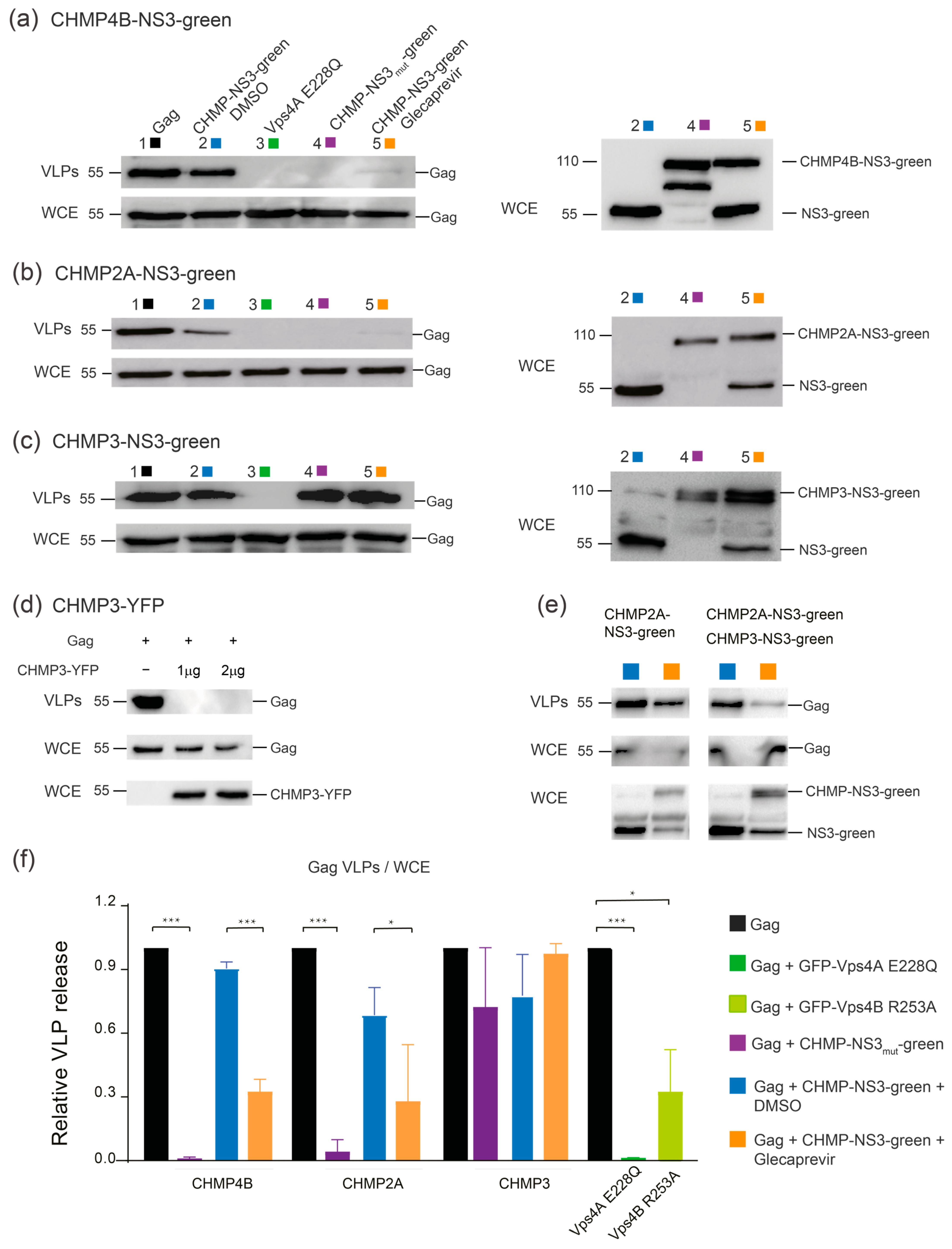 Viruses 15 02289 g004