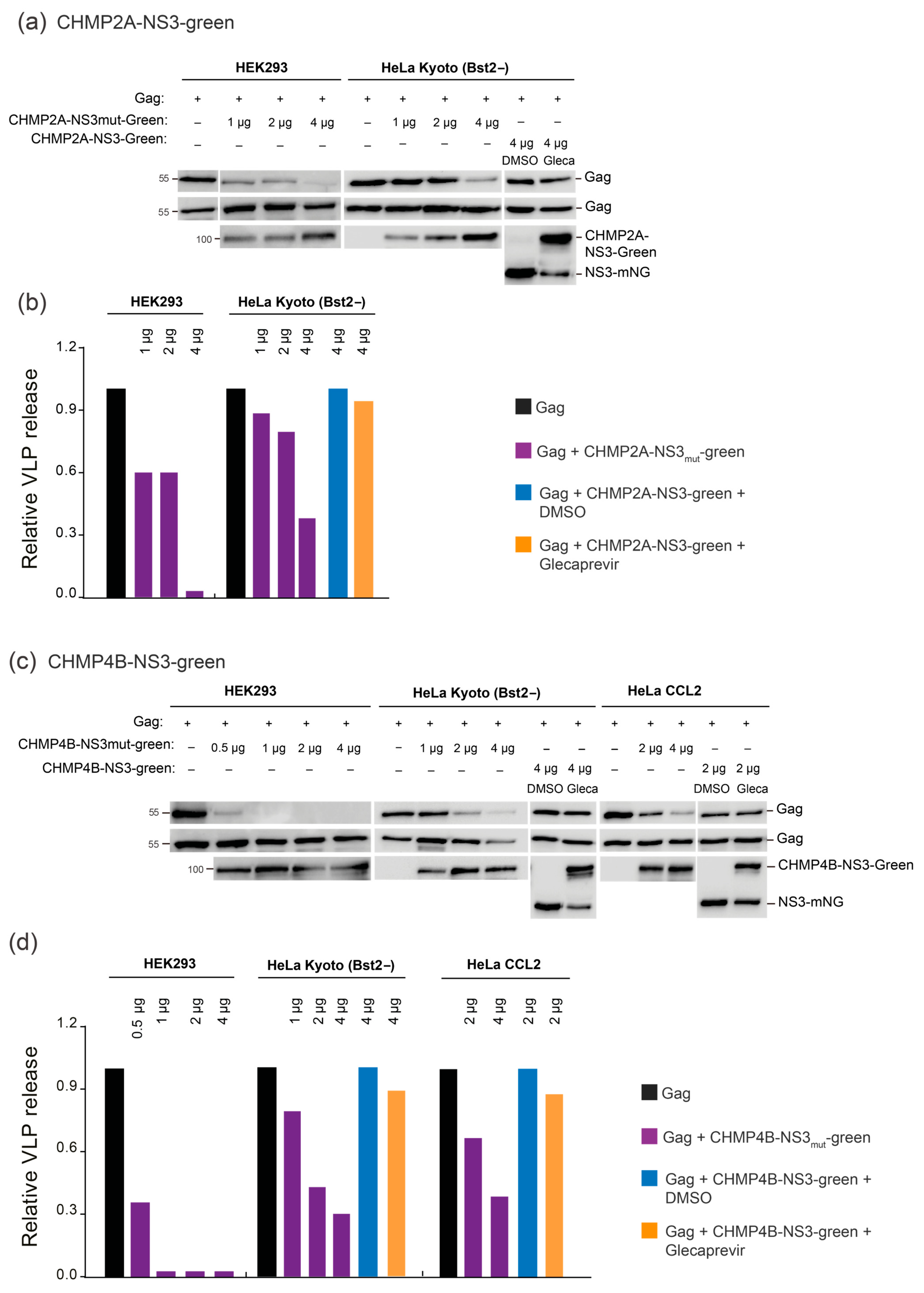 Viruses 15 02289 g005