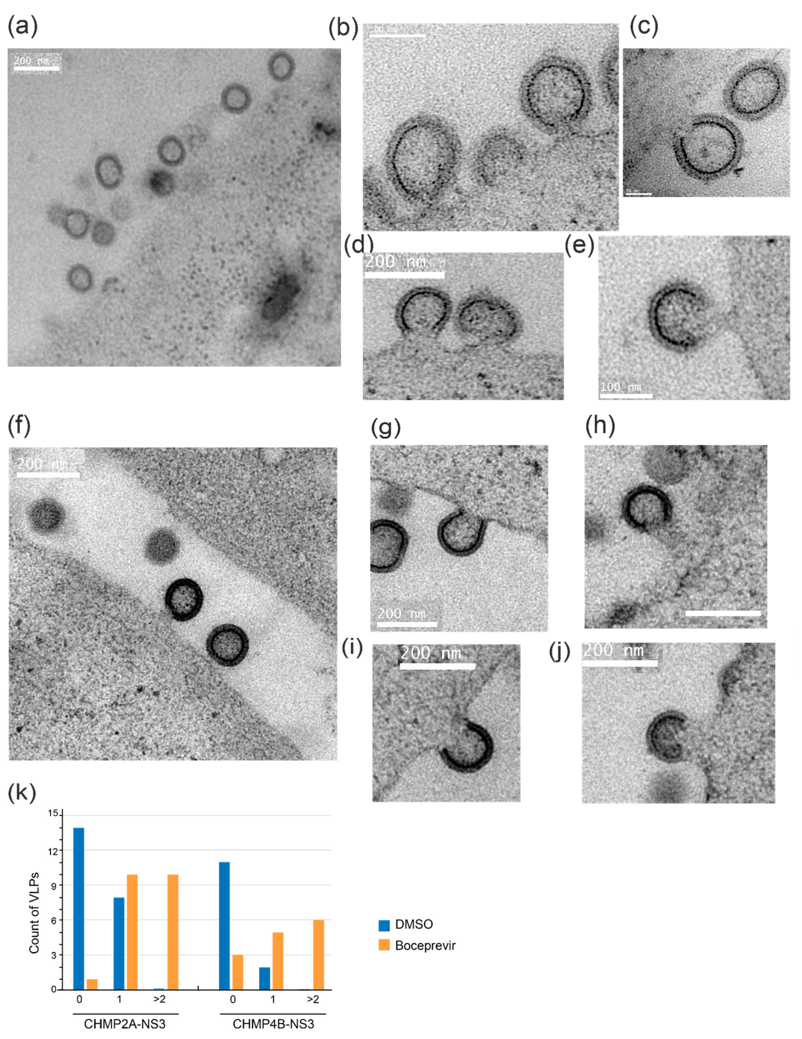 Viruses 15 02289 g007