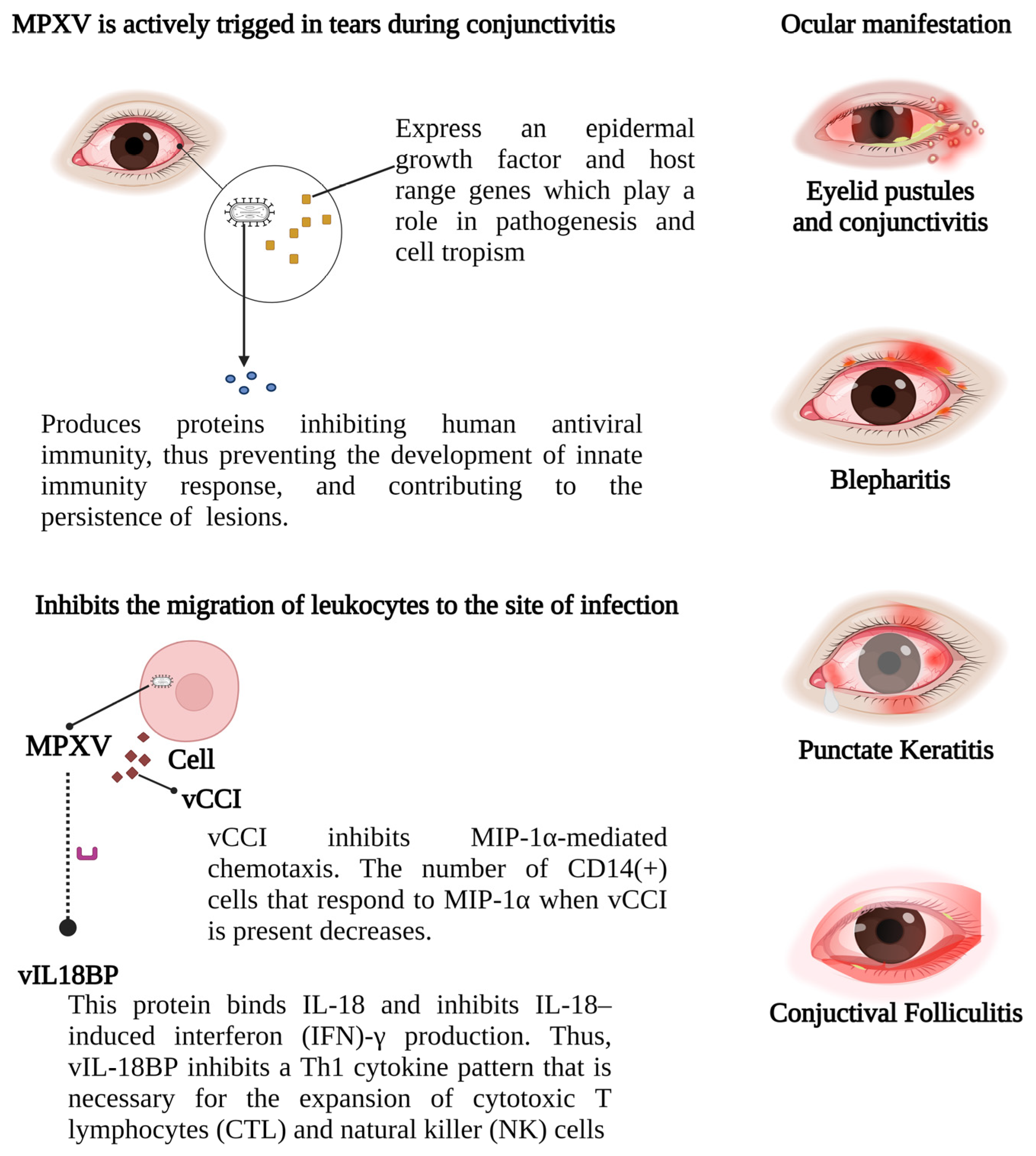 Viruses 15 02301 g004