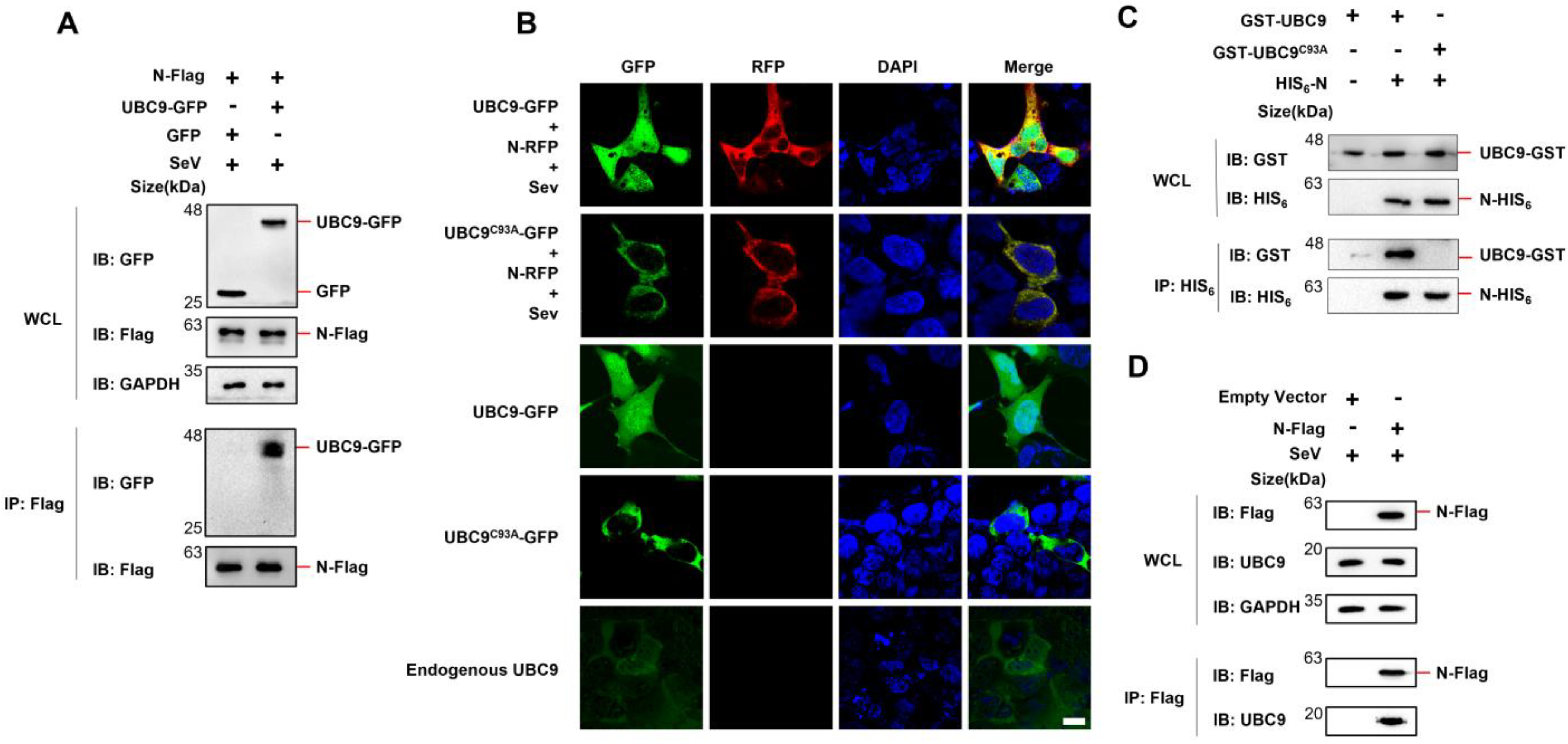 Viruses 15 02304 g001