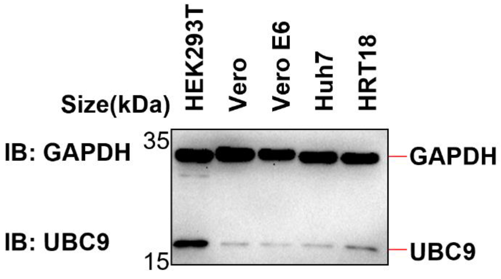 Viruses 15 02304 g004