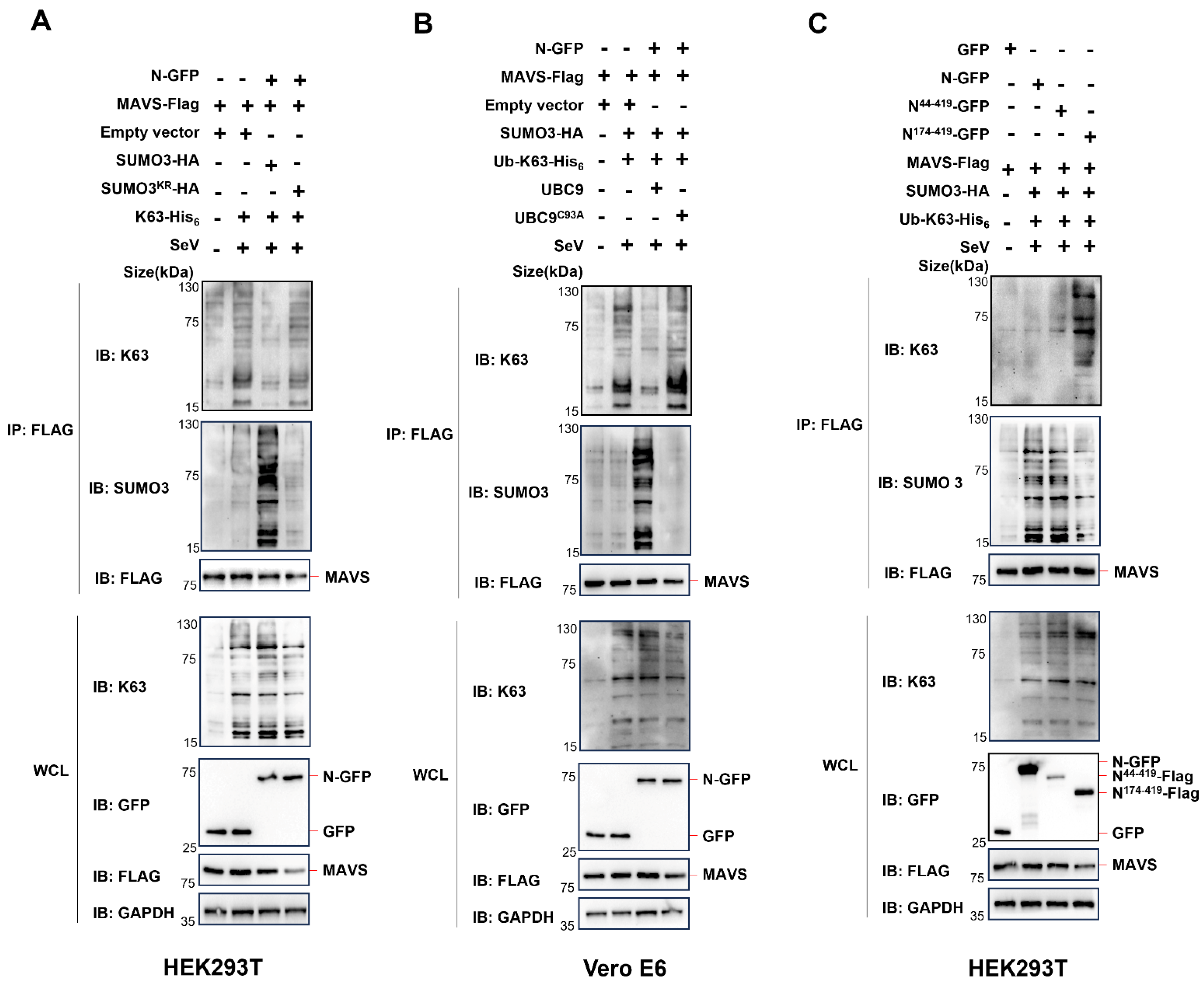 Viruses 15 02304 g006