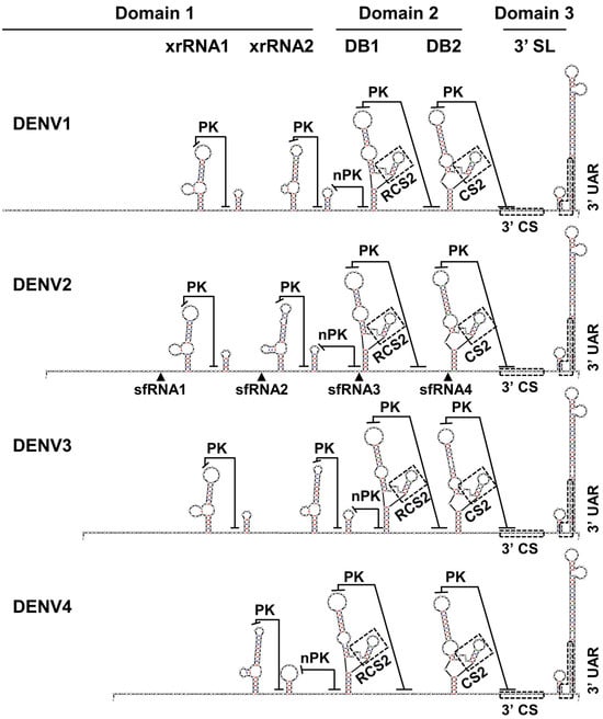 Viruses 15 02306 g001