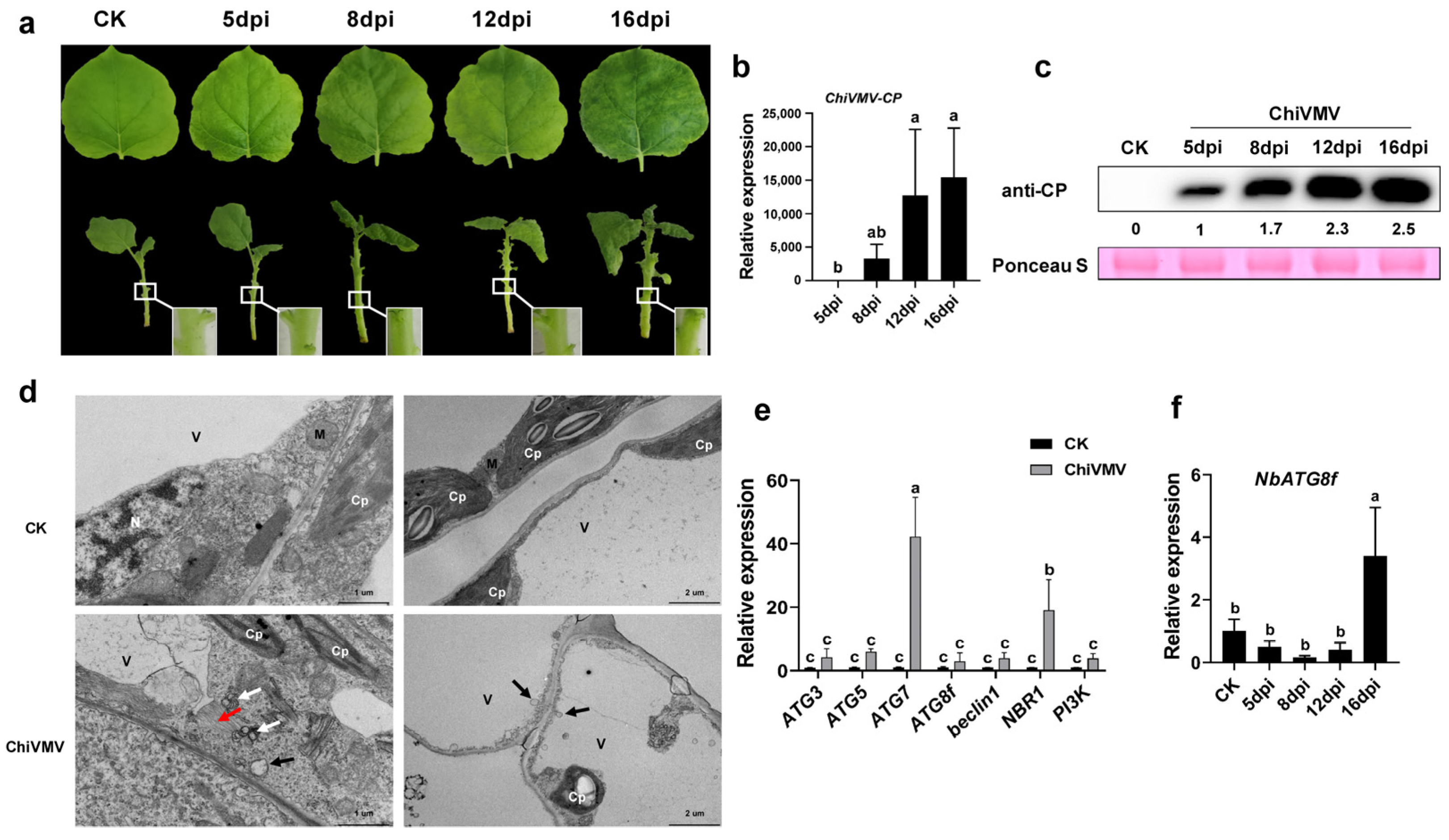 Viruses 15 02324 g001