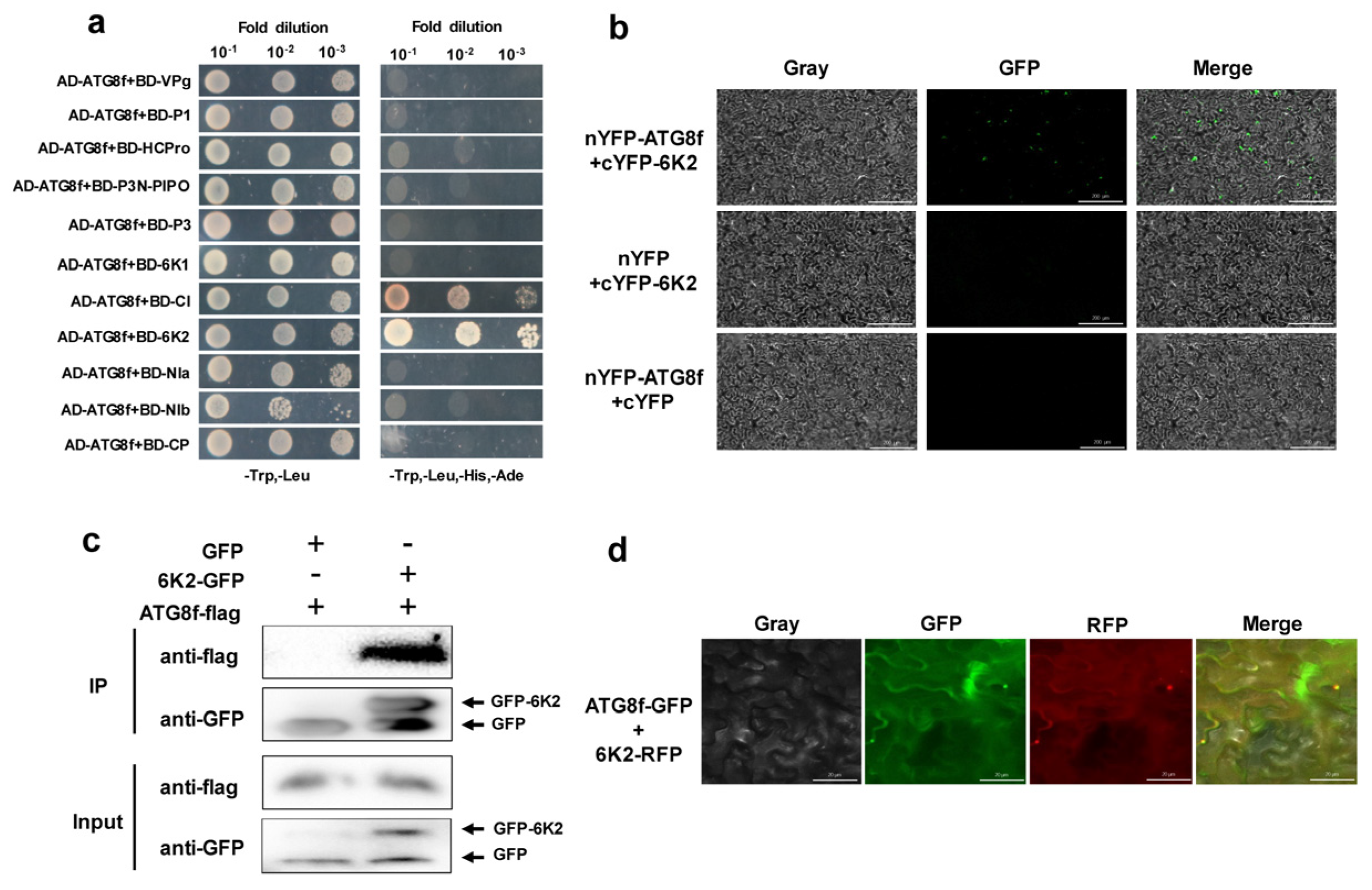 Viruses 15 02324 g003