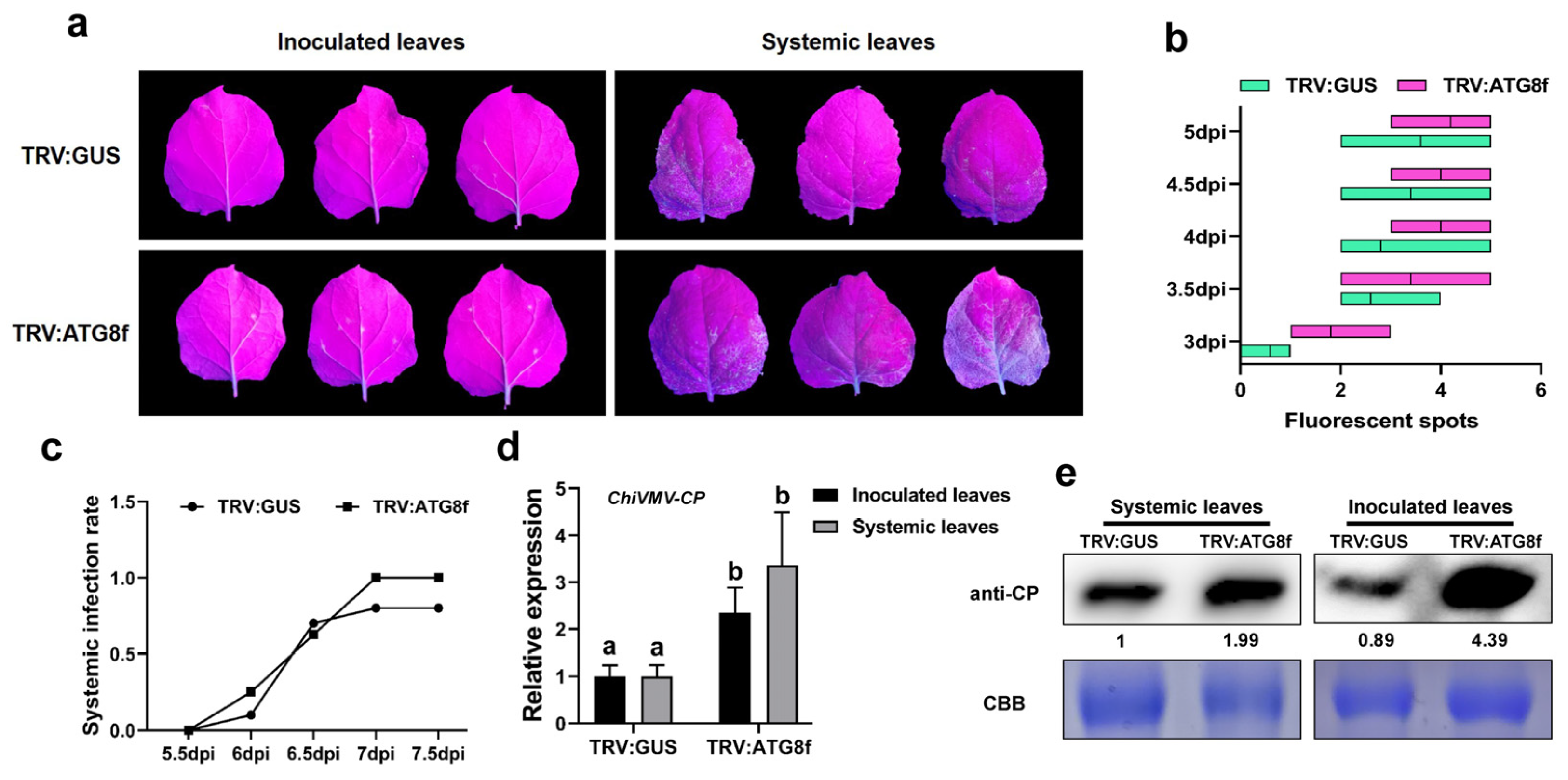 Viruses 15 02324 g004