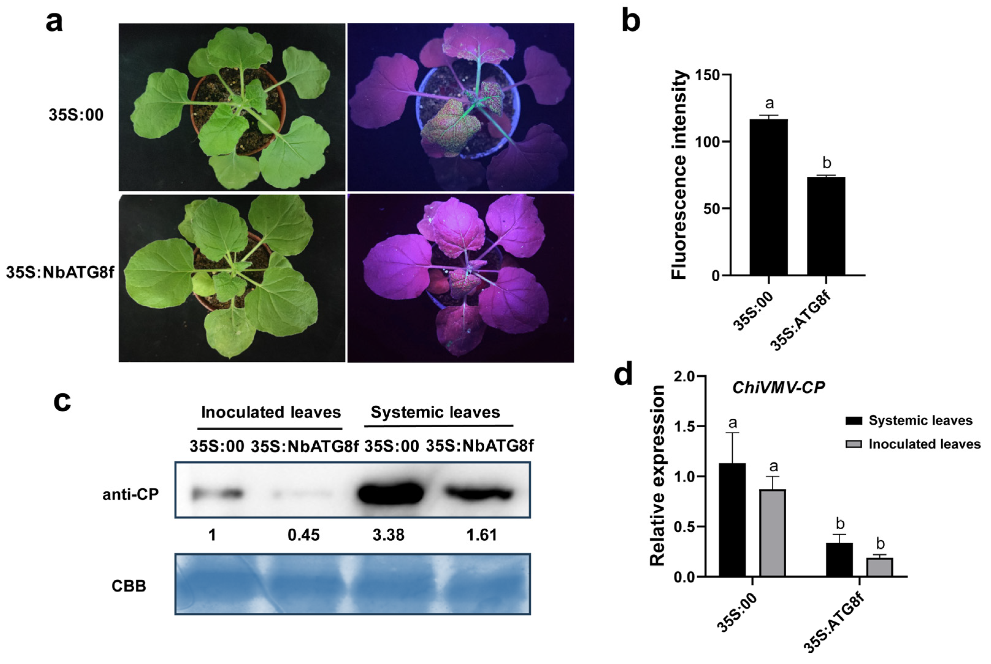 Viruses 15 02324 g005