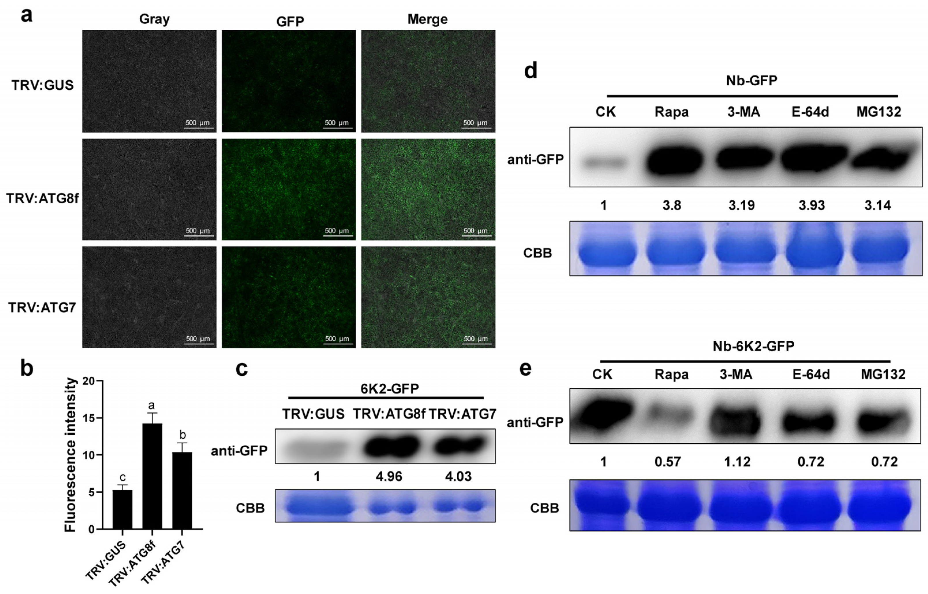 Viruses 15 02324 g006