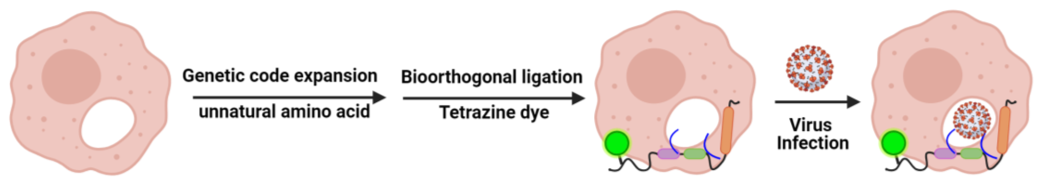 Viruses 15 02329 g003