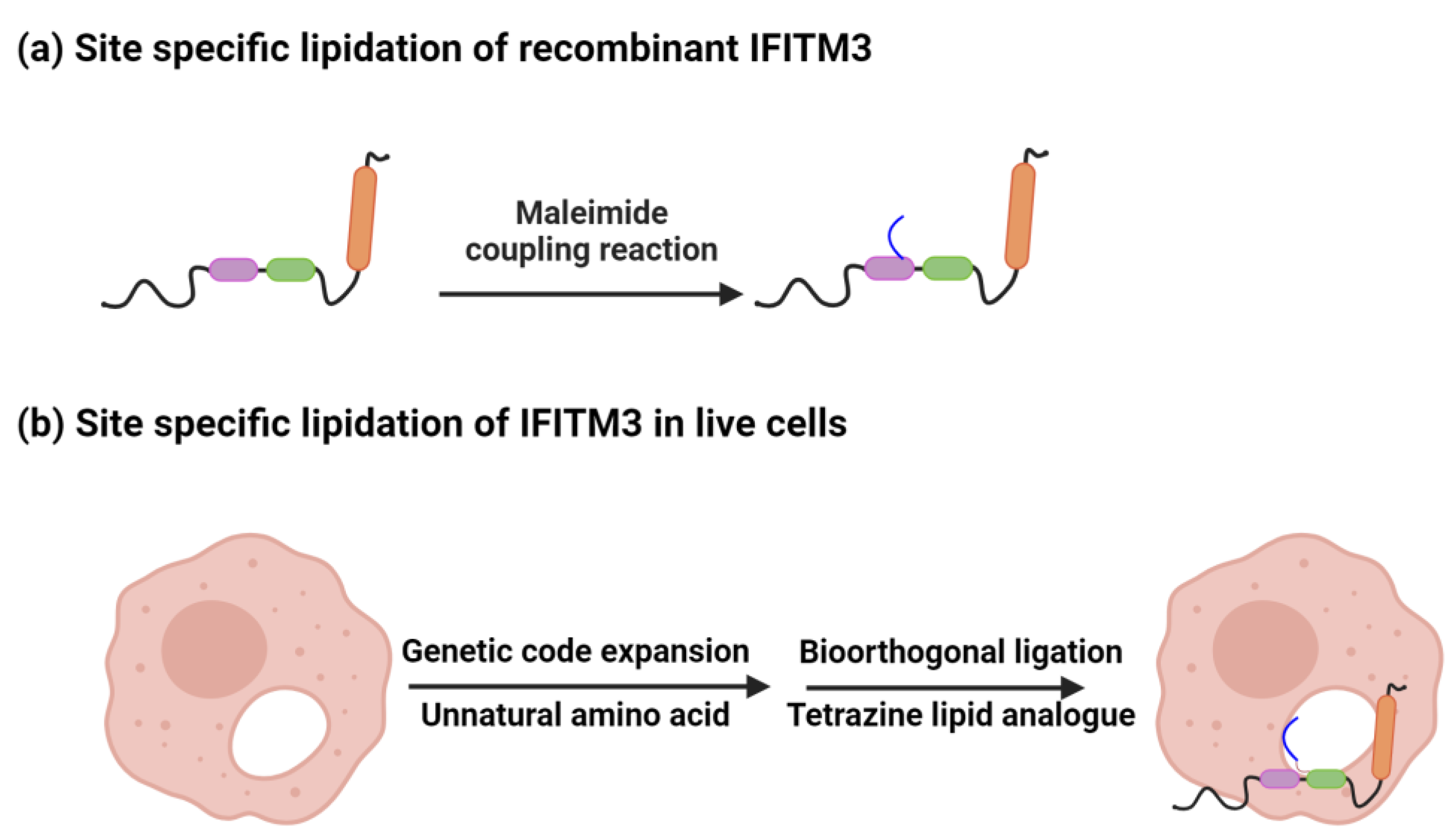 Viruses 15 02329 g004