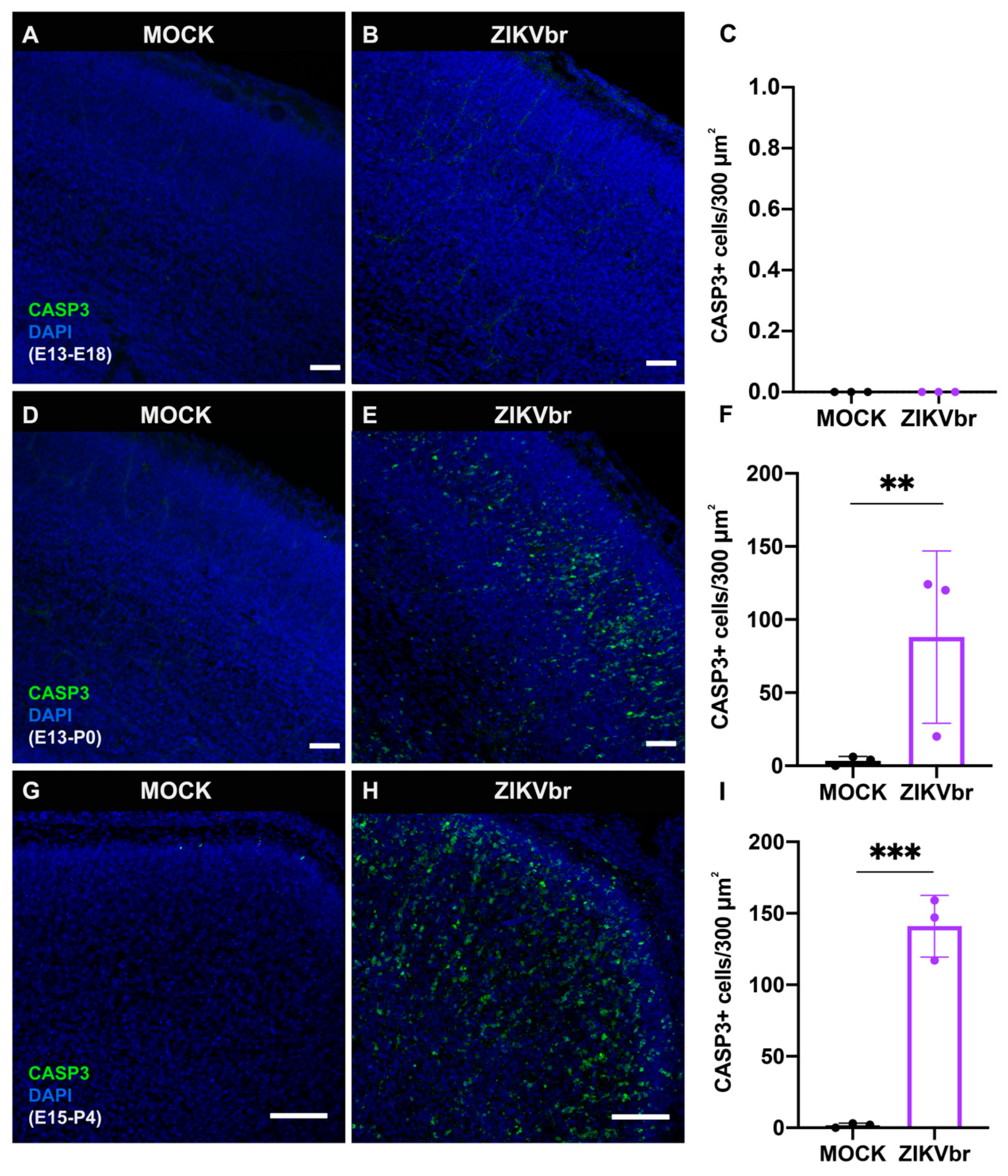 Viruses 15 02336 g002