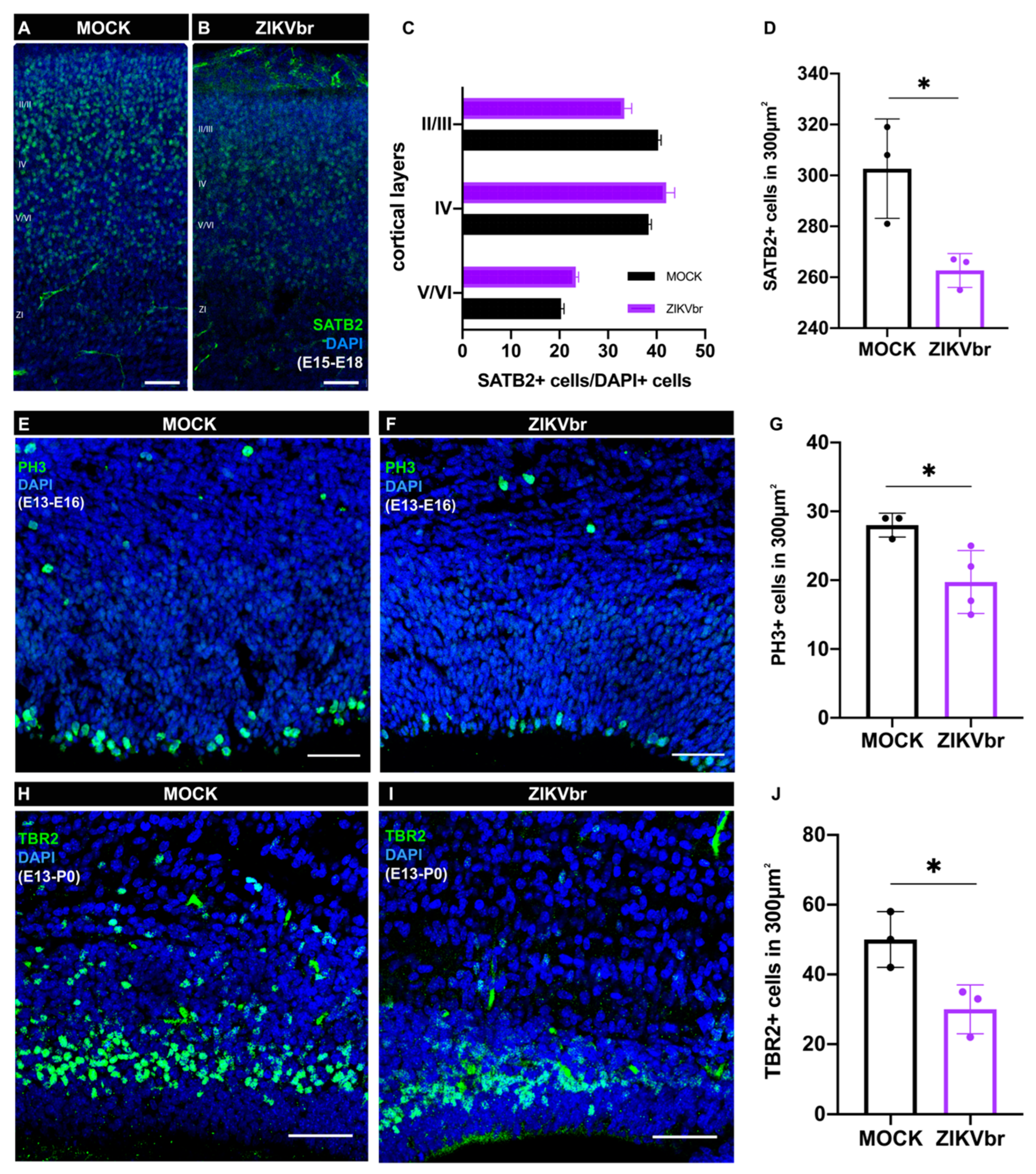 Viruses 15 02336 g003