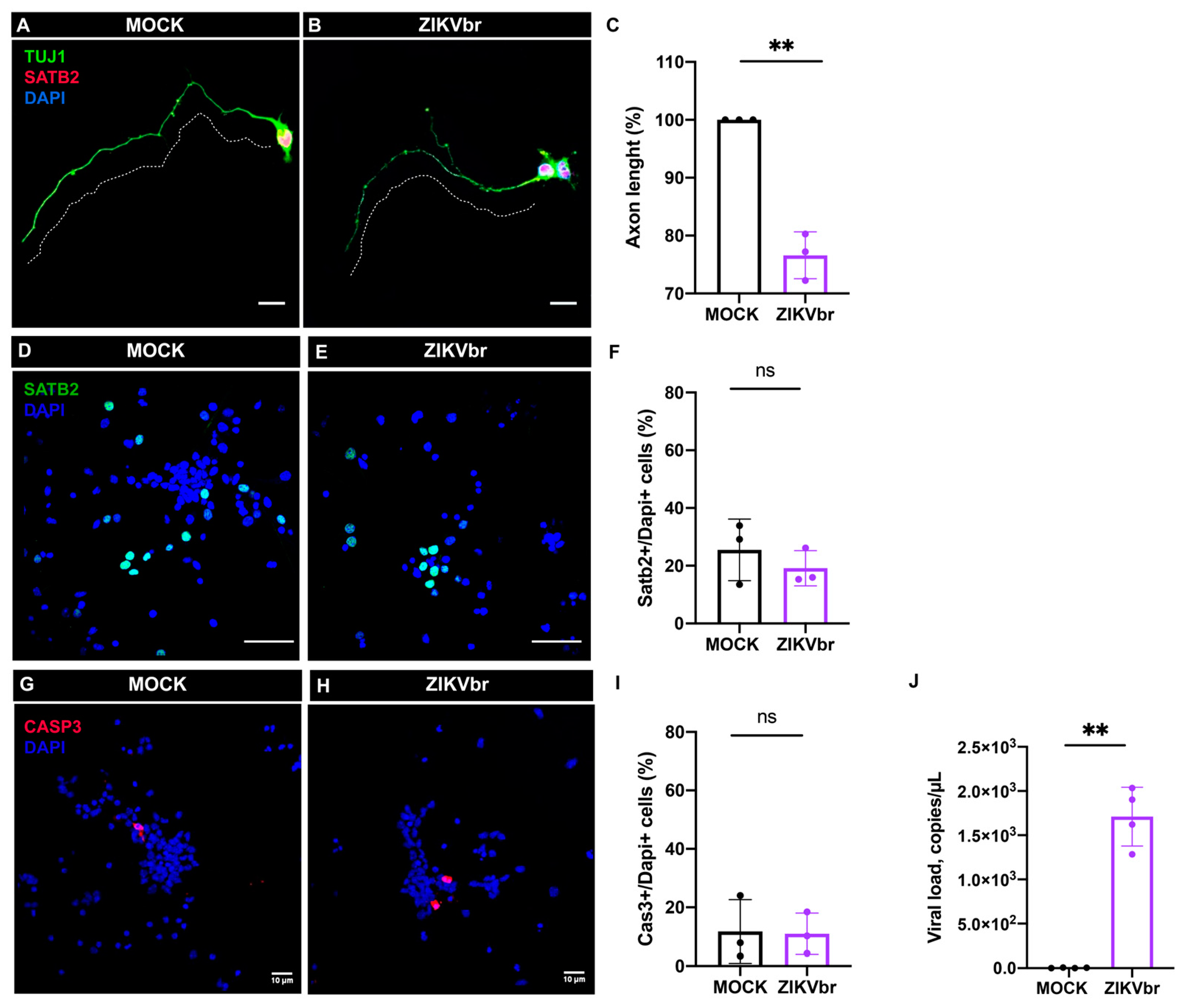 Viruses 15 02336 g004