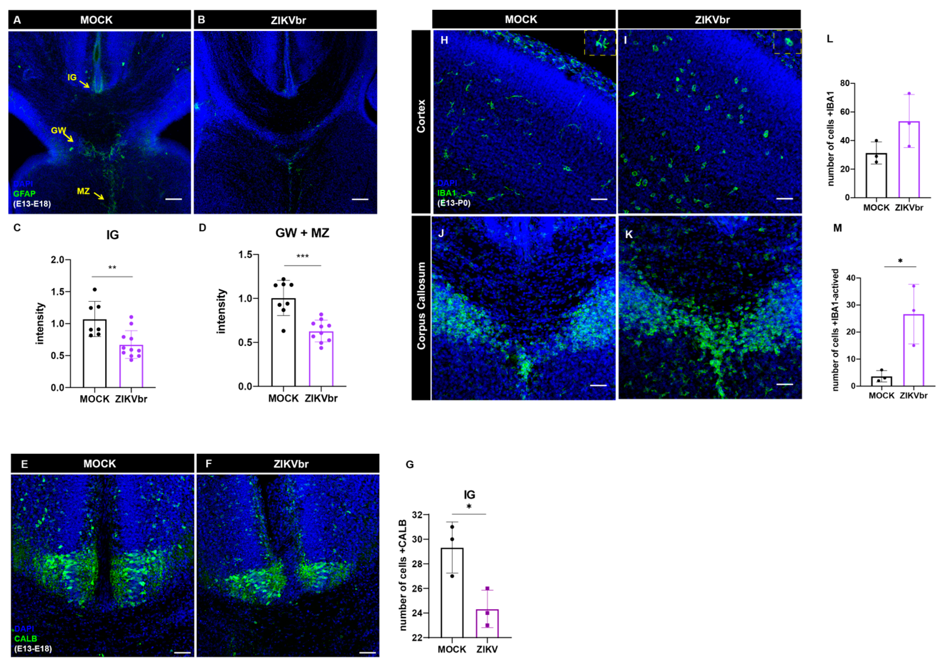 Viruses 15 02336 g006
