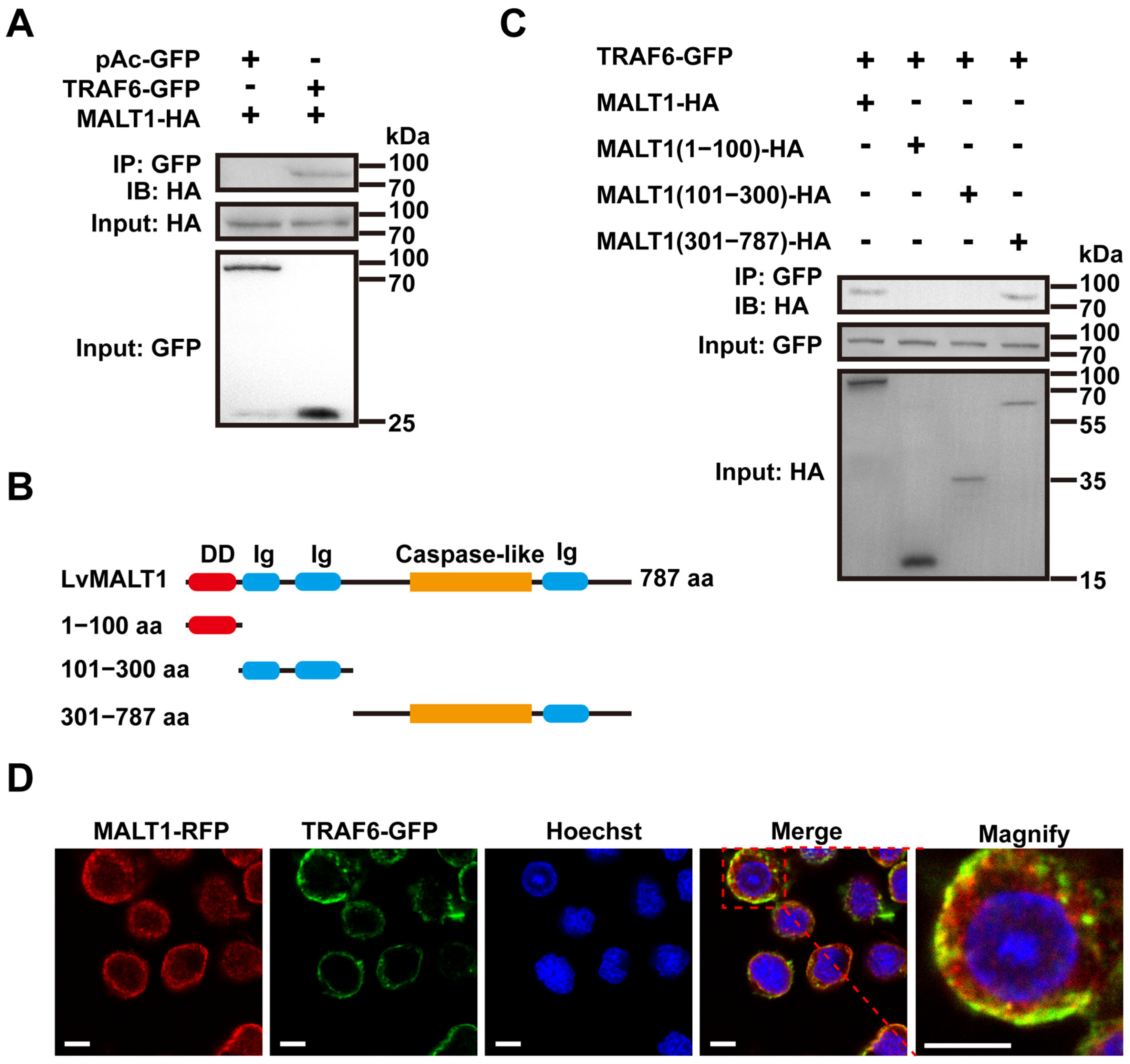 Viruses 15 02361 g004