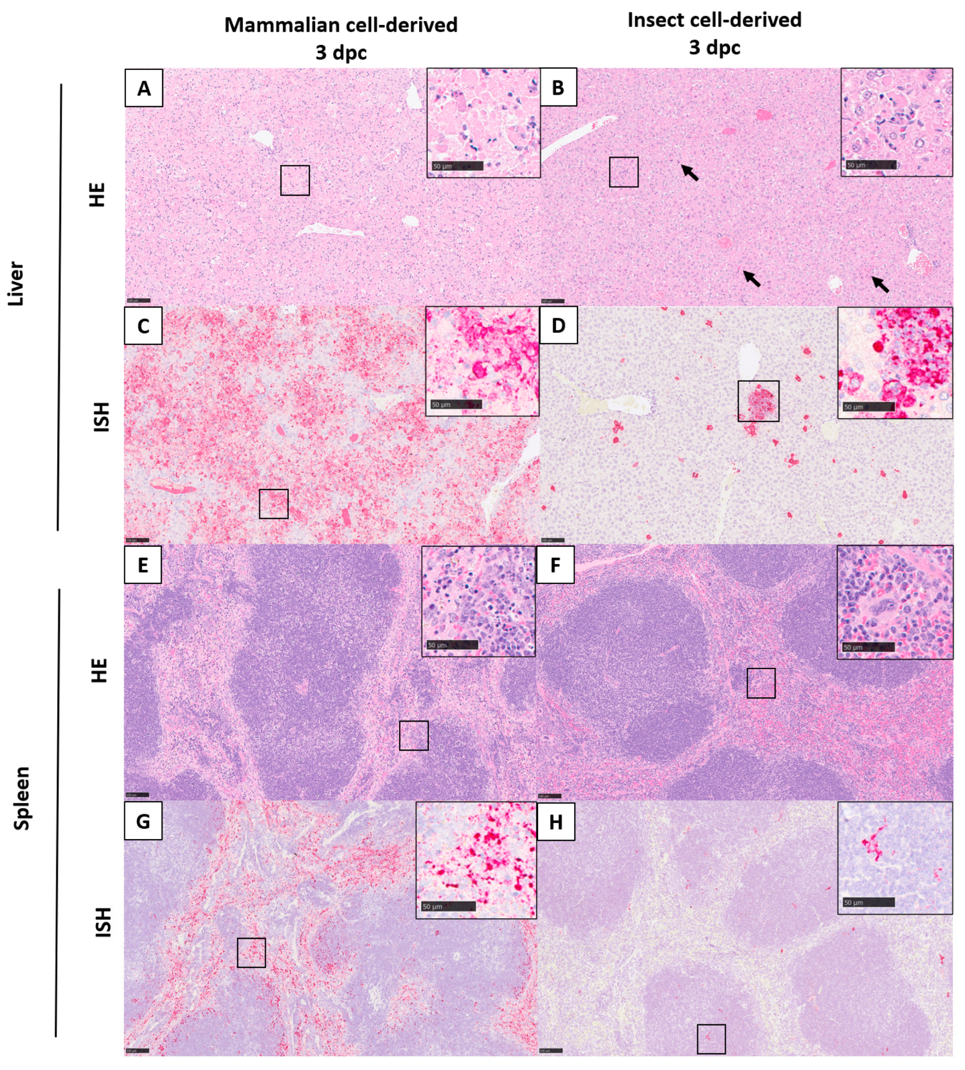 Viruses 15 02369 g004