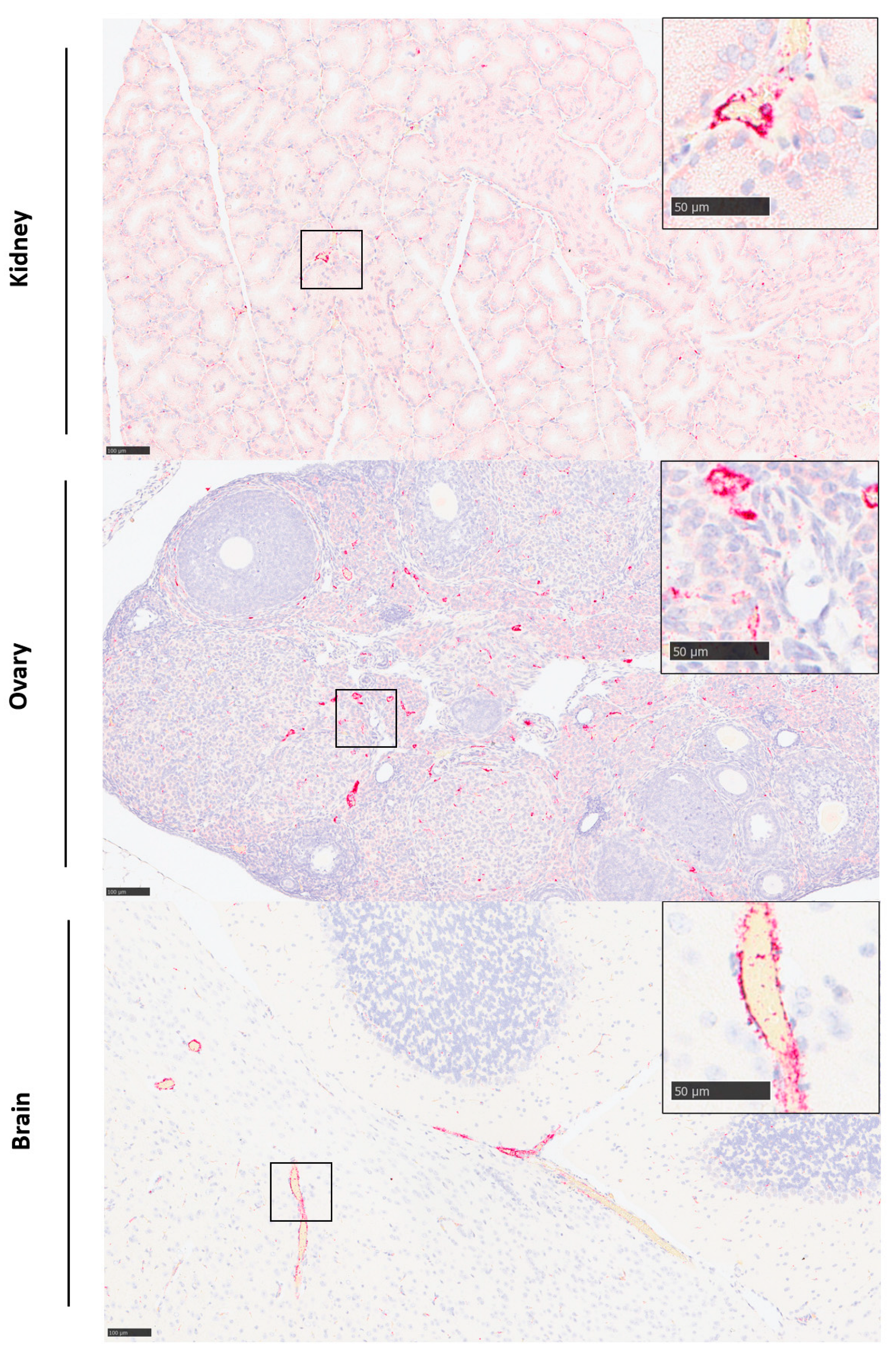 Viruses 15 02369 g006