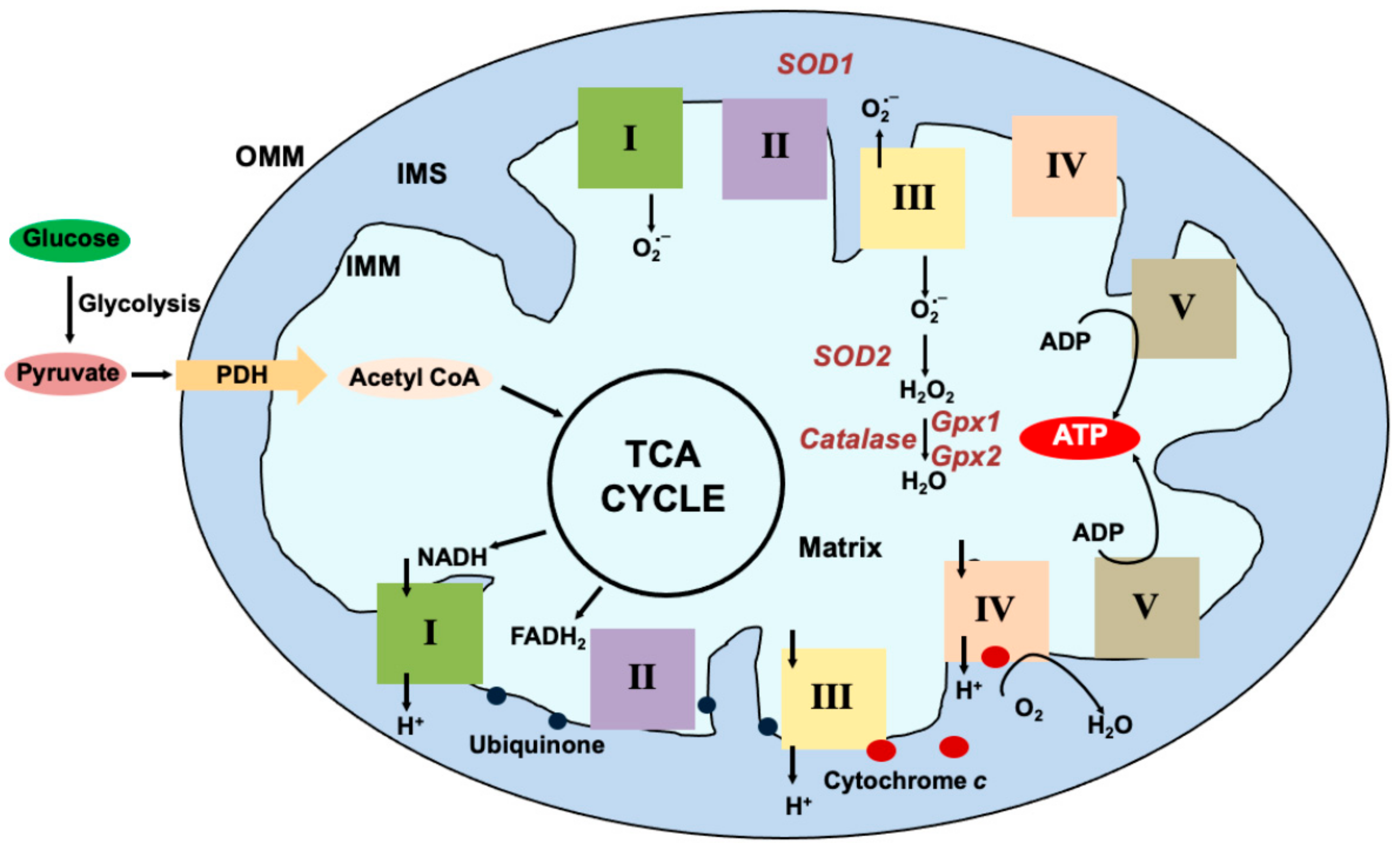 Viruses 15 02380 g001