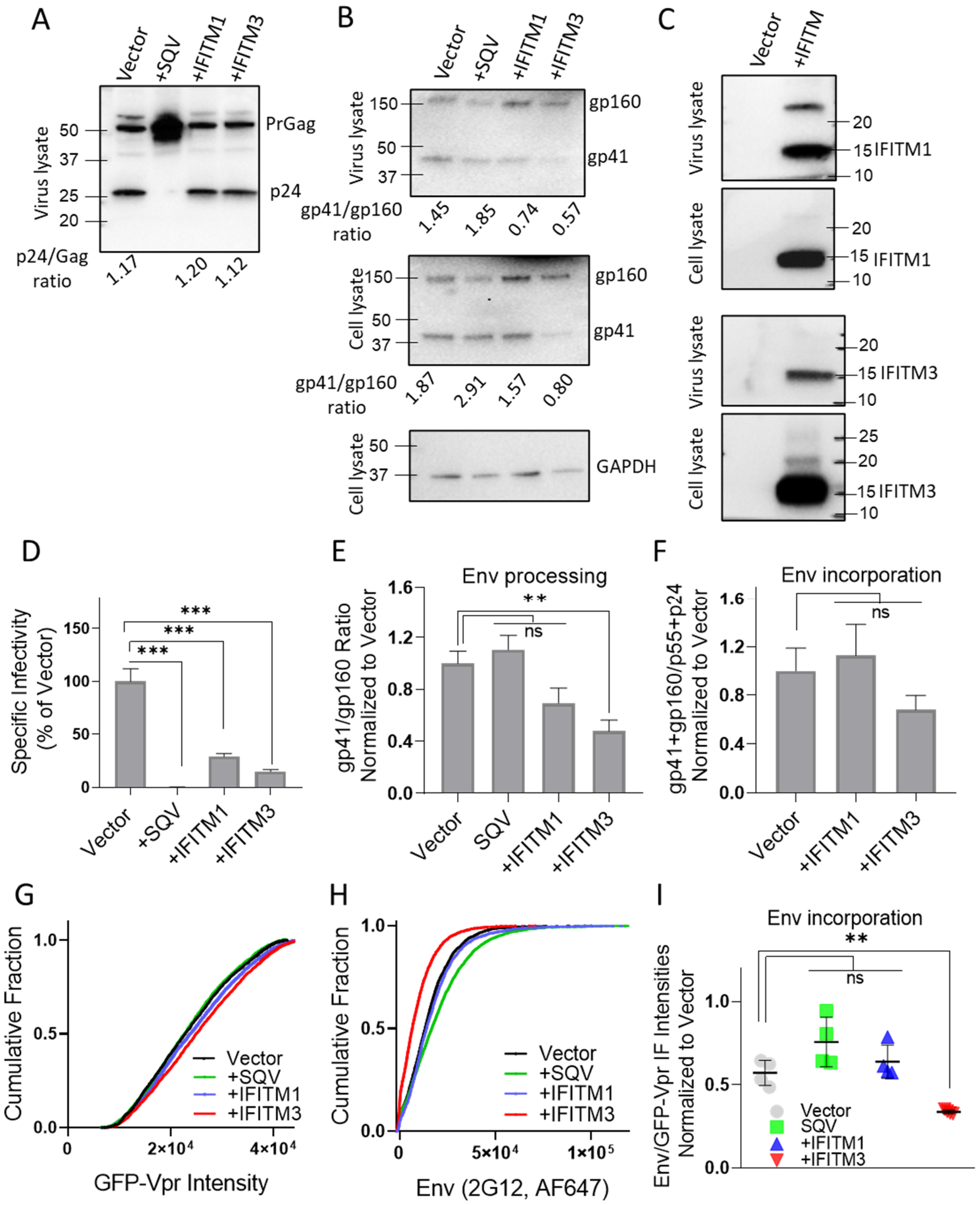 Viruses 15 02390 g001