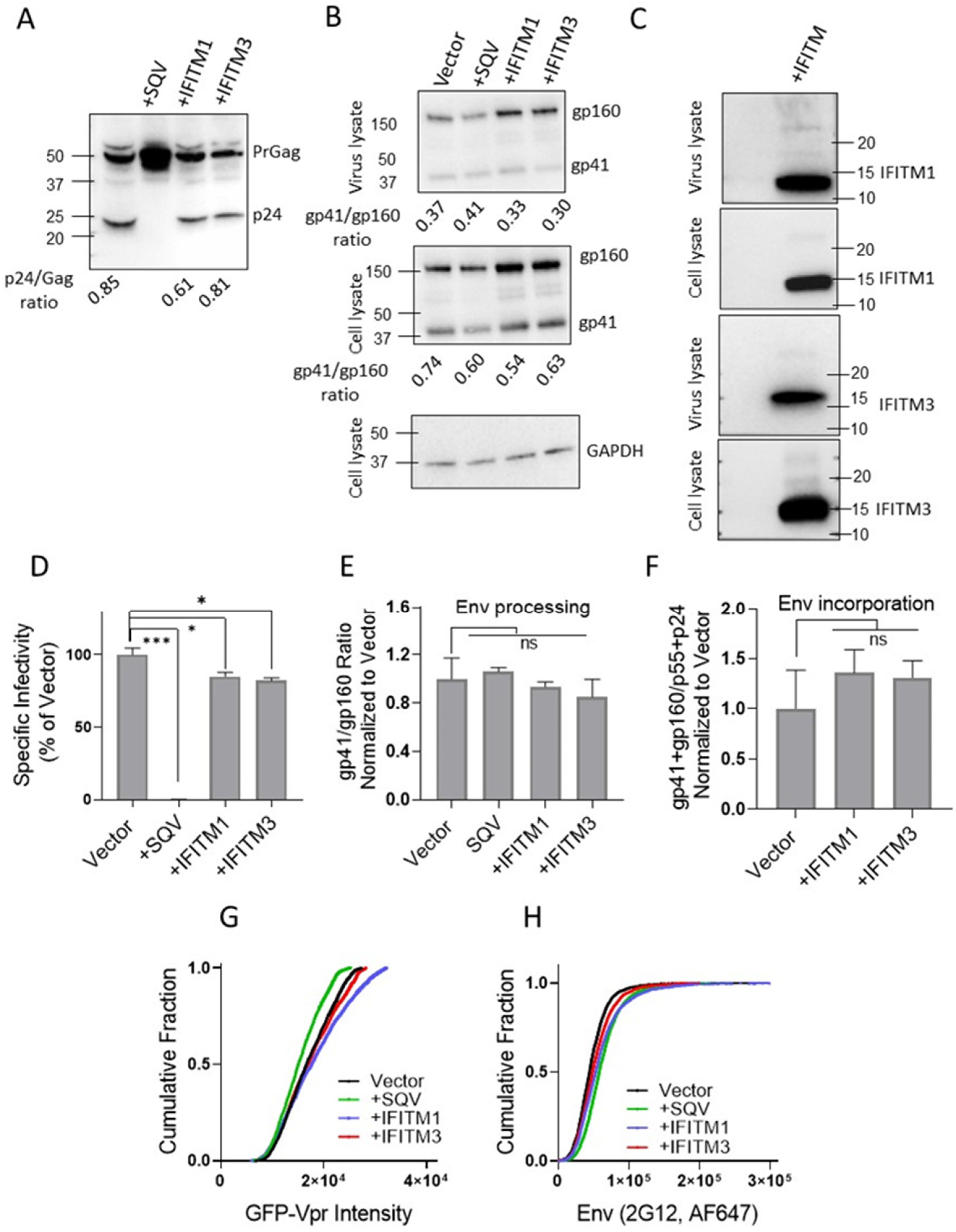 Viruses 15 02390 g002