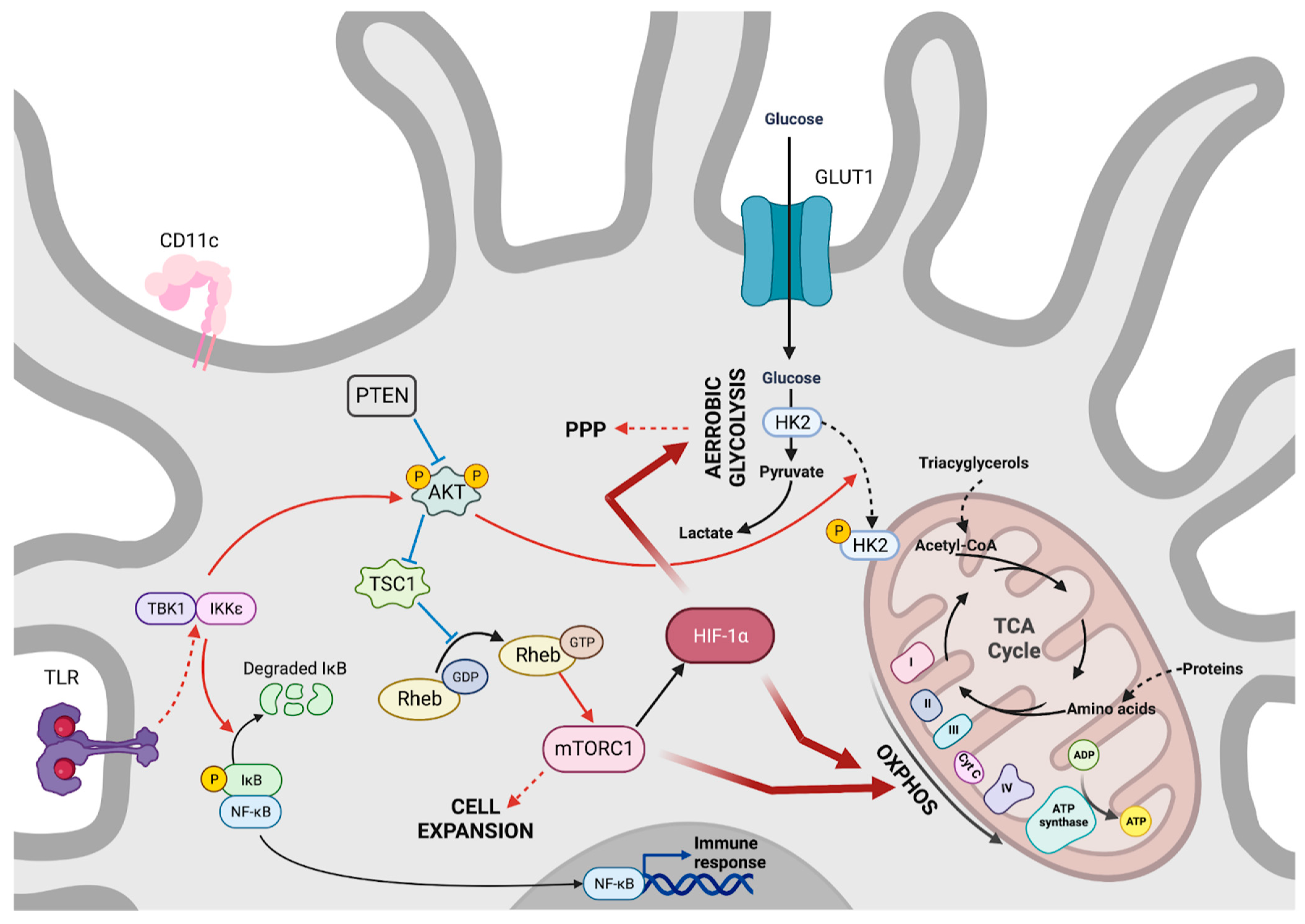 Viruses 15 02399 g004