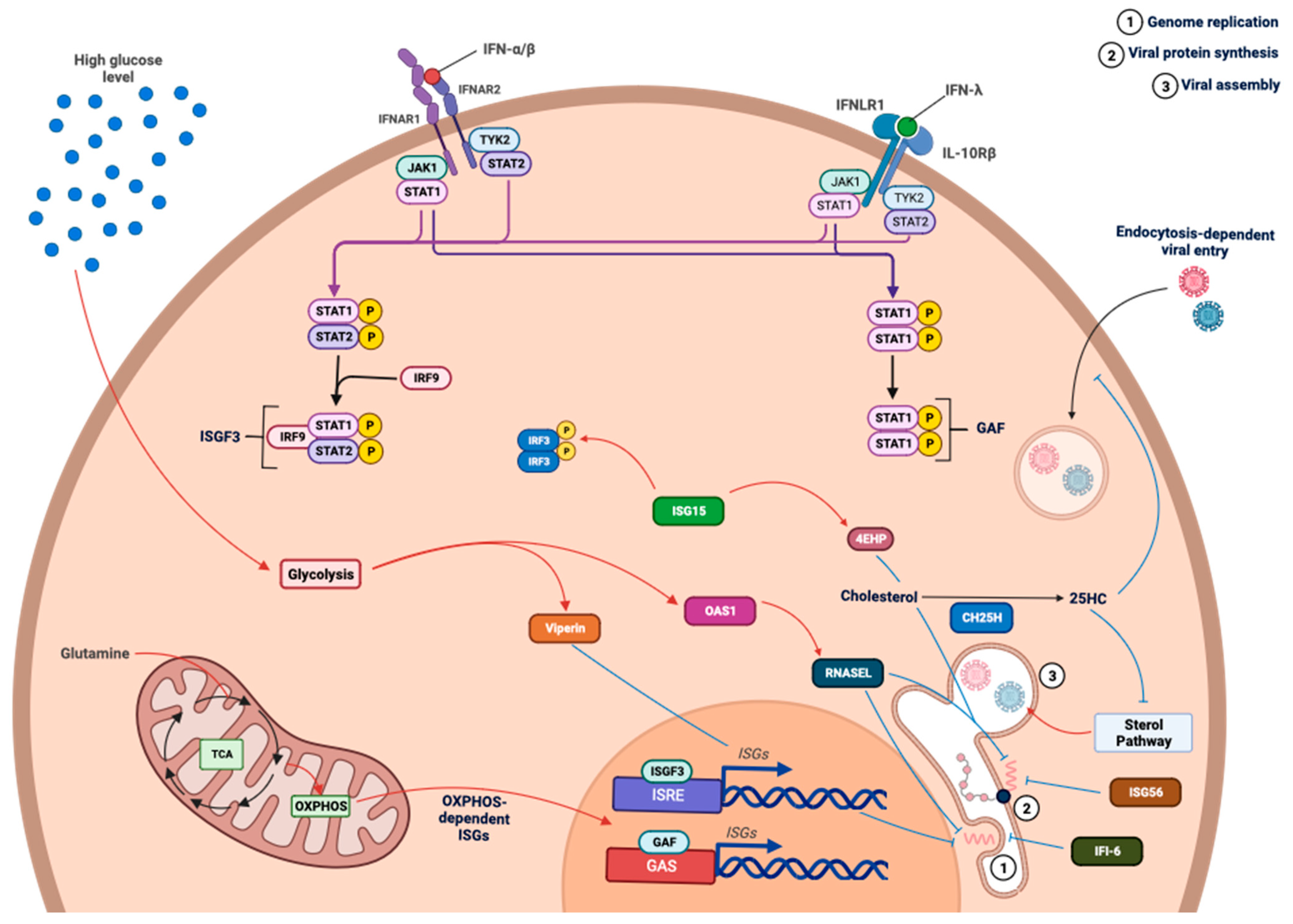 Viruses 15 02399 g008