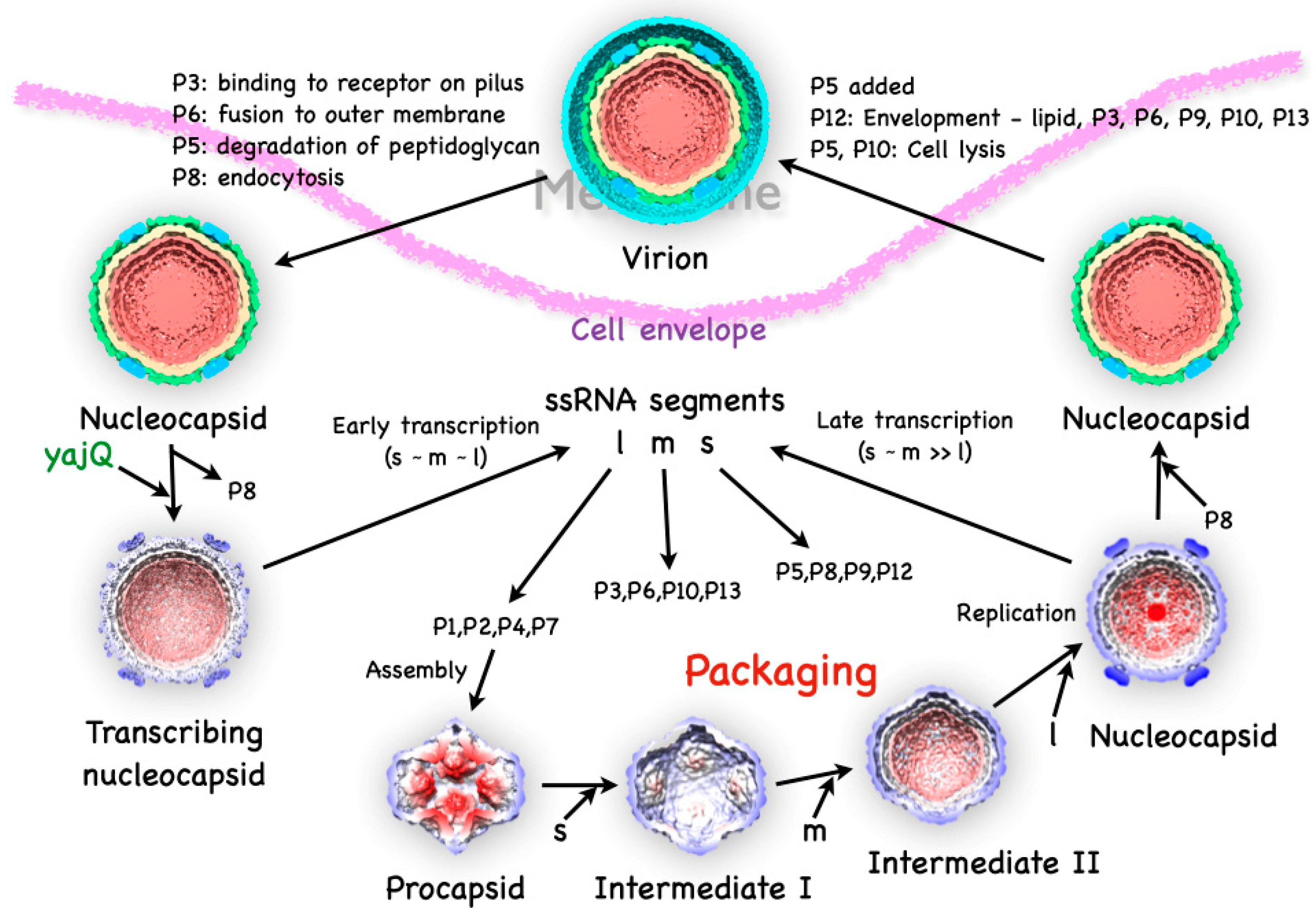 Viruses 15 02404 g002
