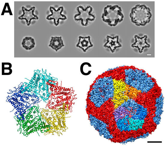 Viruses 15 02404 g003