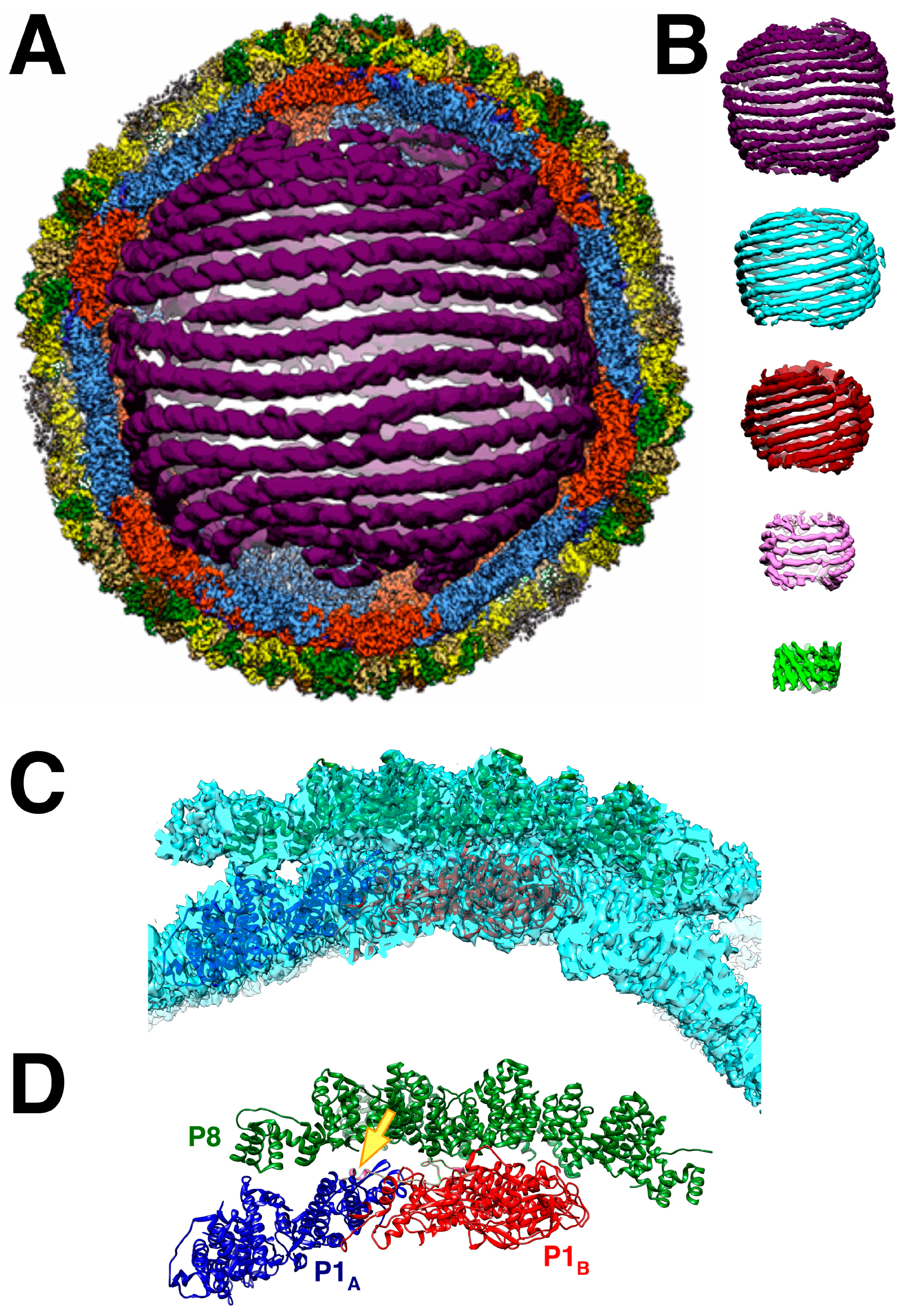 Viruses 15 02404 g008