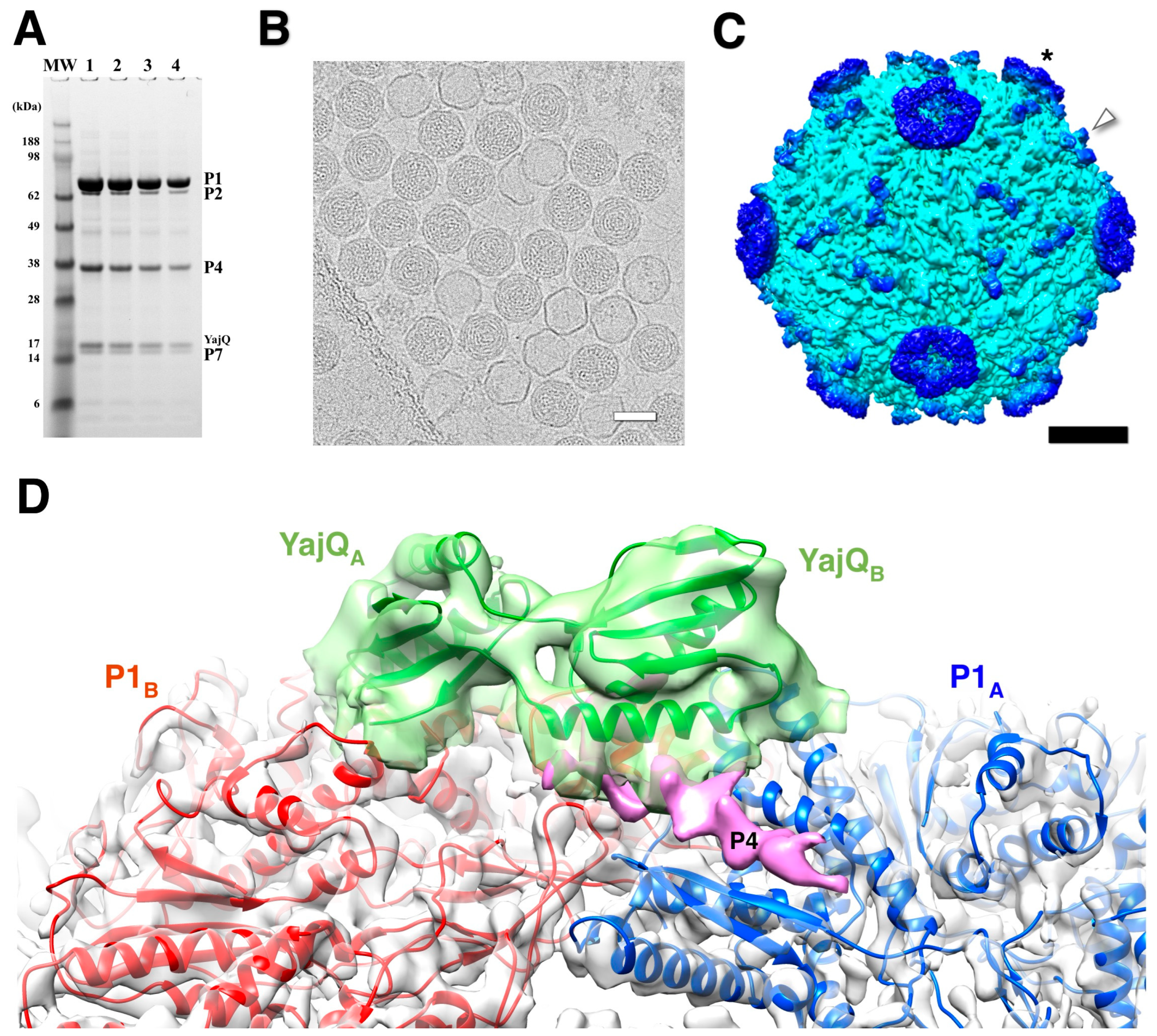 Viruses 15 02404 g009