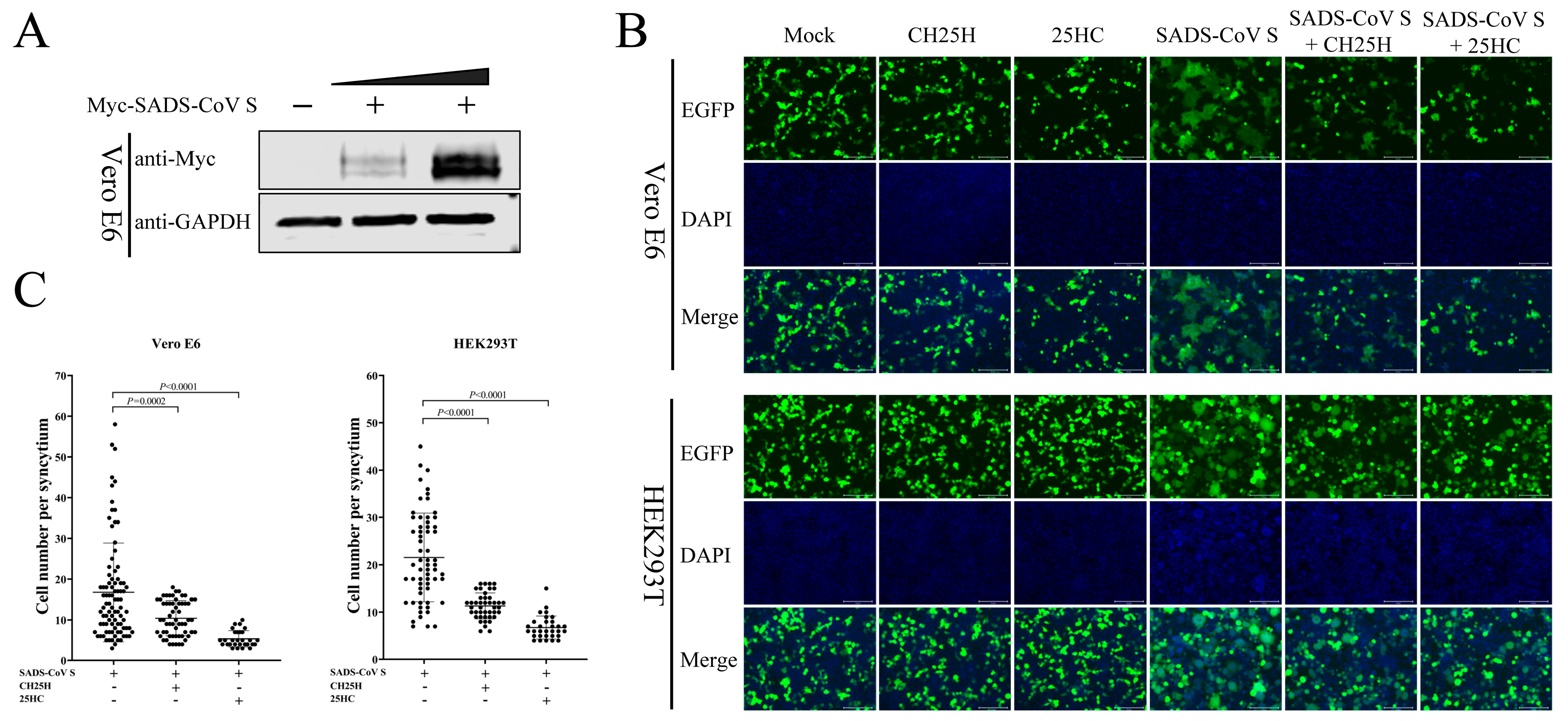 Viruses 15 02406 g008