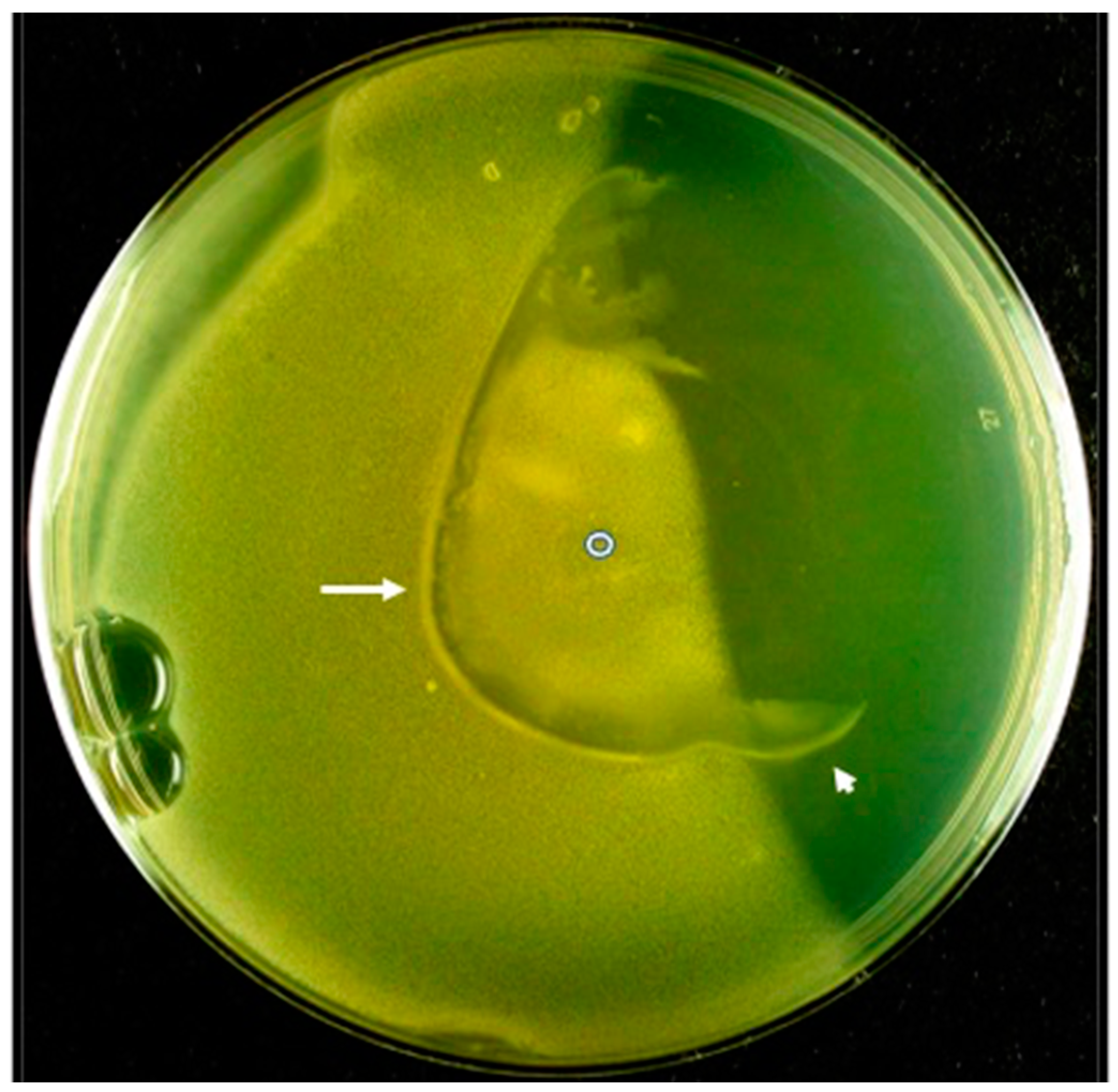 Viruses 15 02409 g003