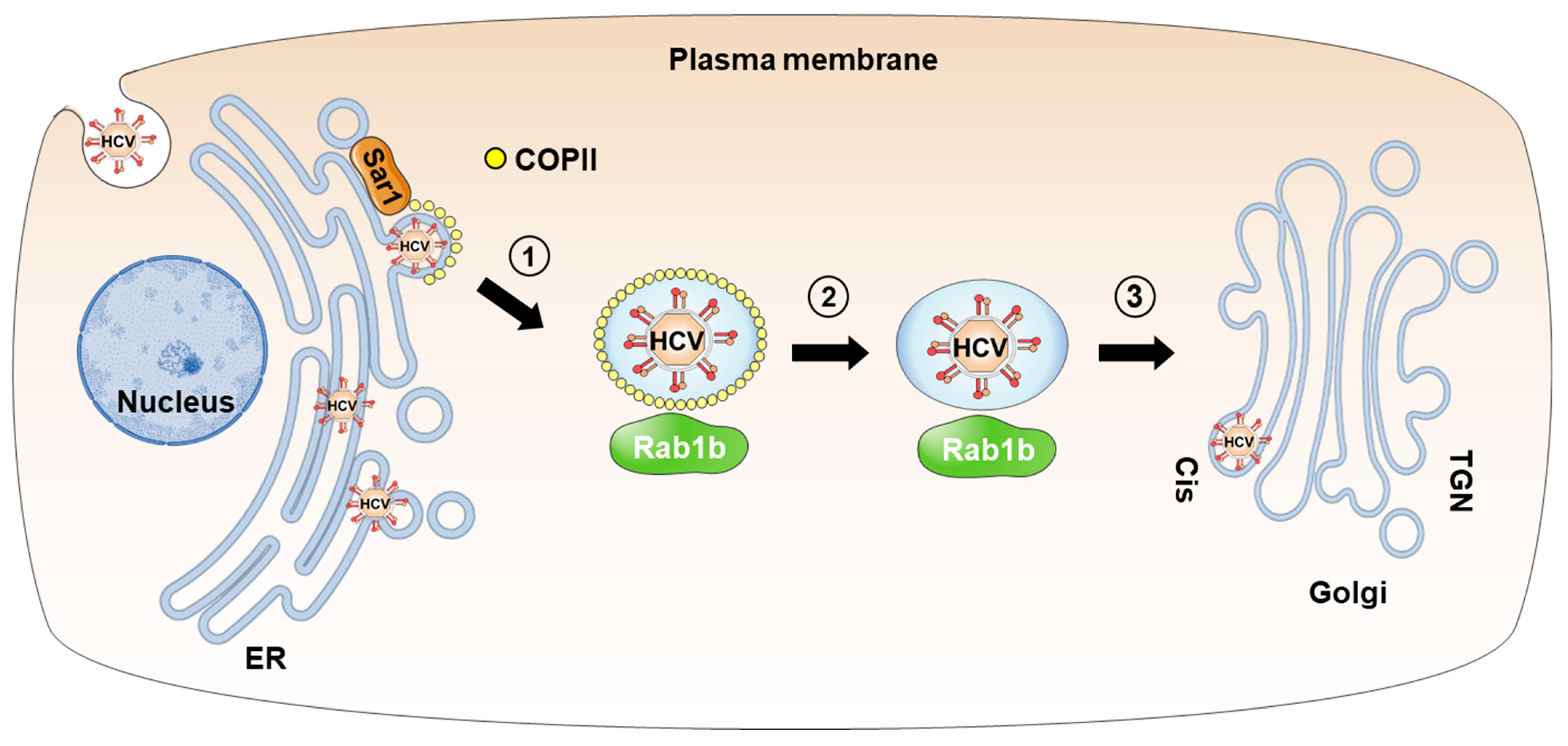 Viruses 15 02430 g001 Viruses 15 02430 g001