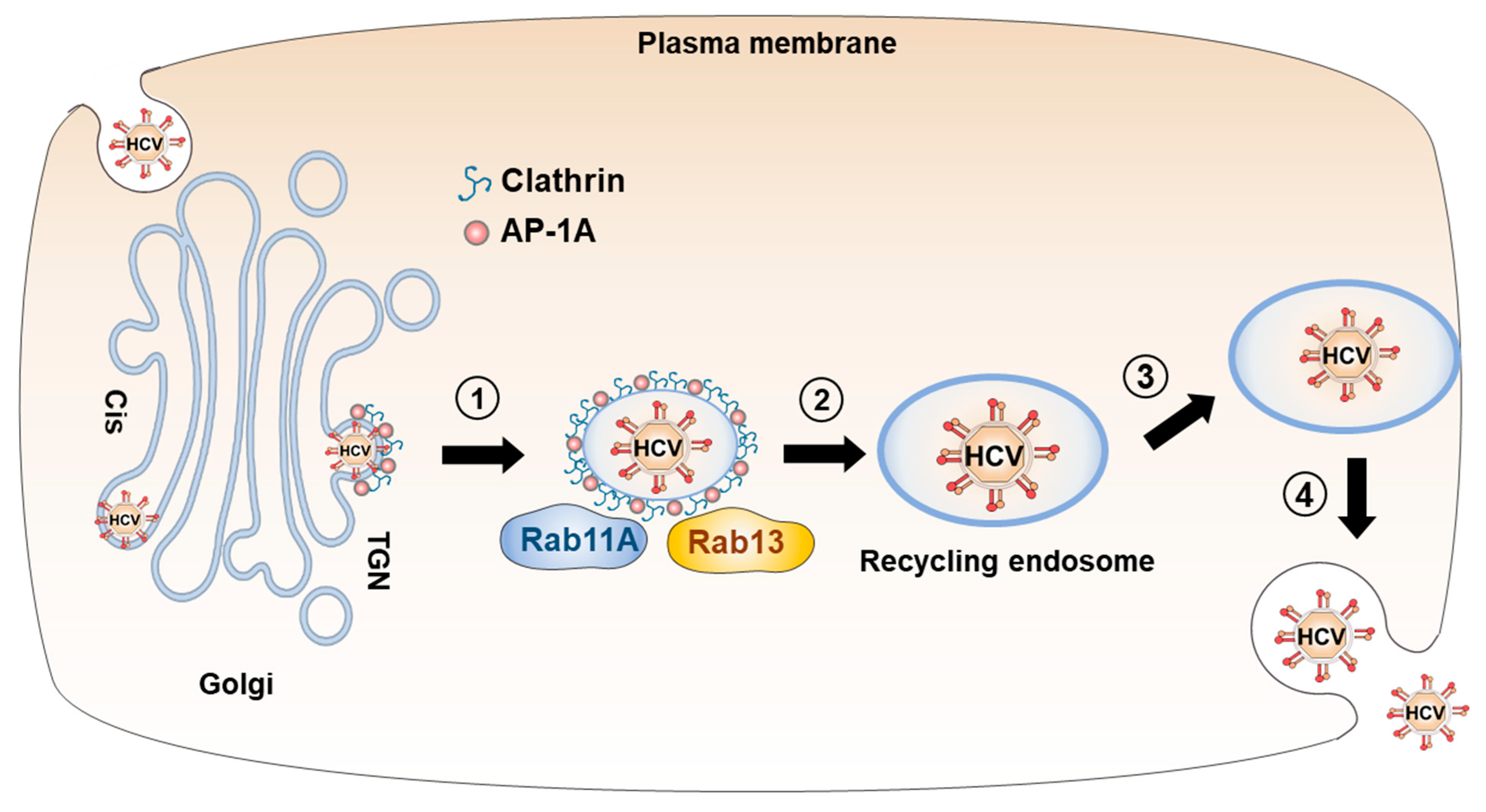 Viruses 15 02430 g002 Viruses 15 02430 g002