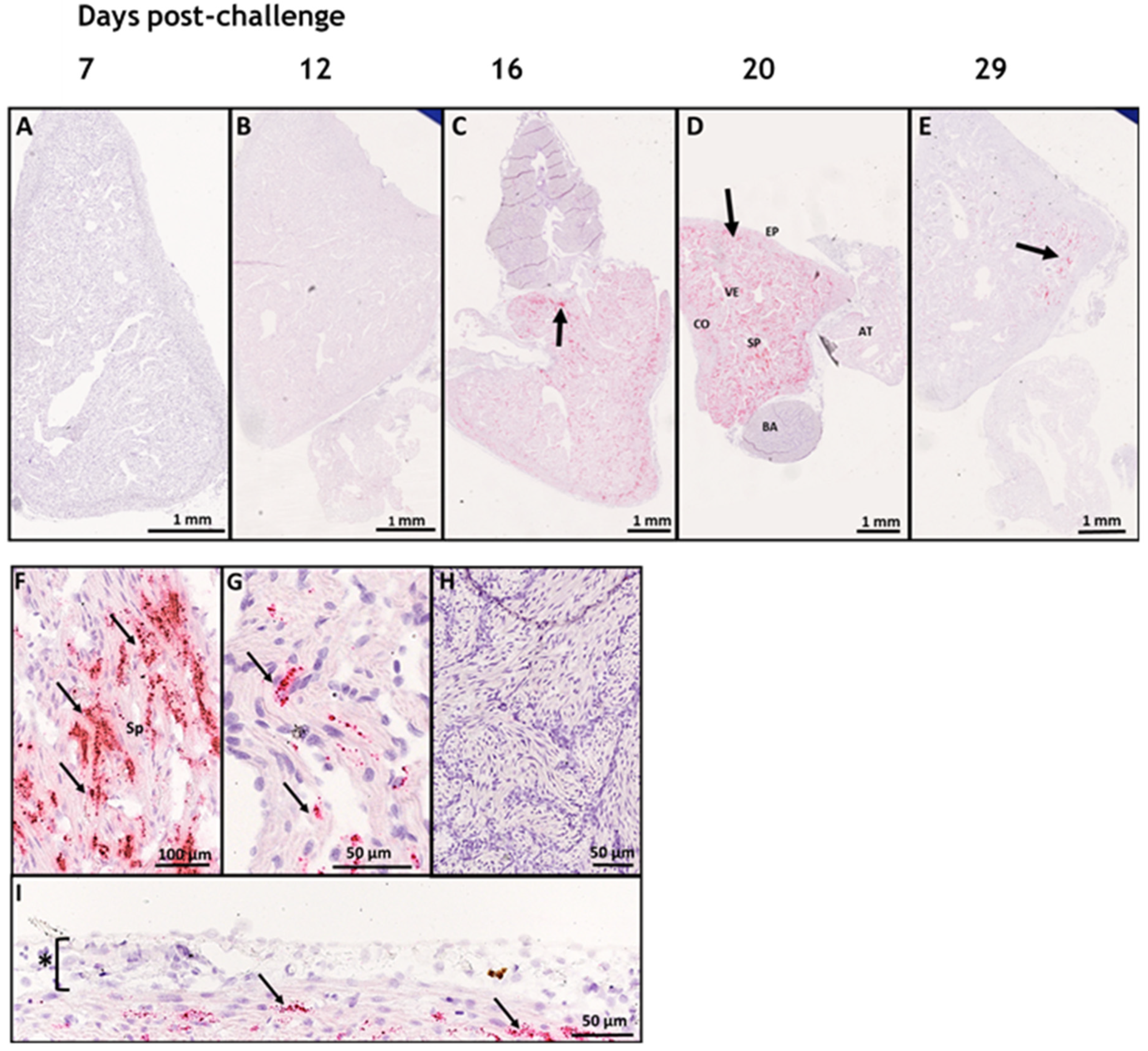 Viruses 15 02450 g001