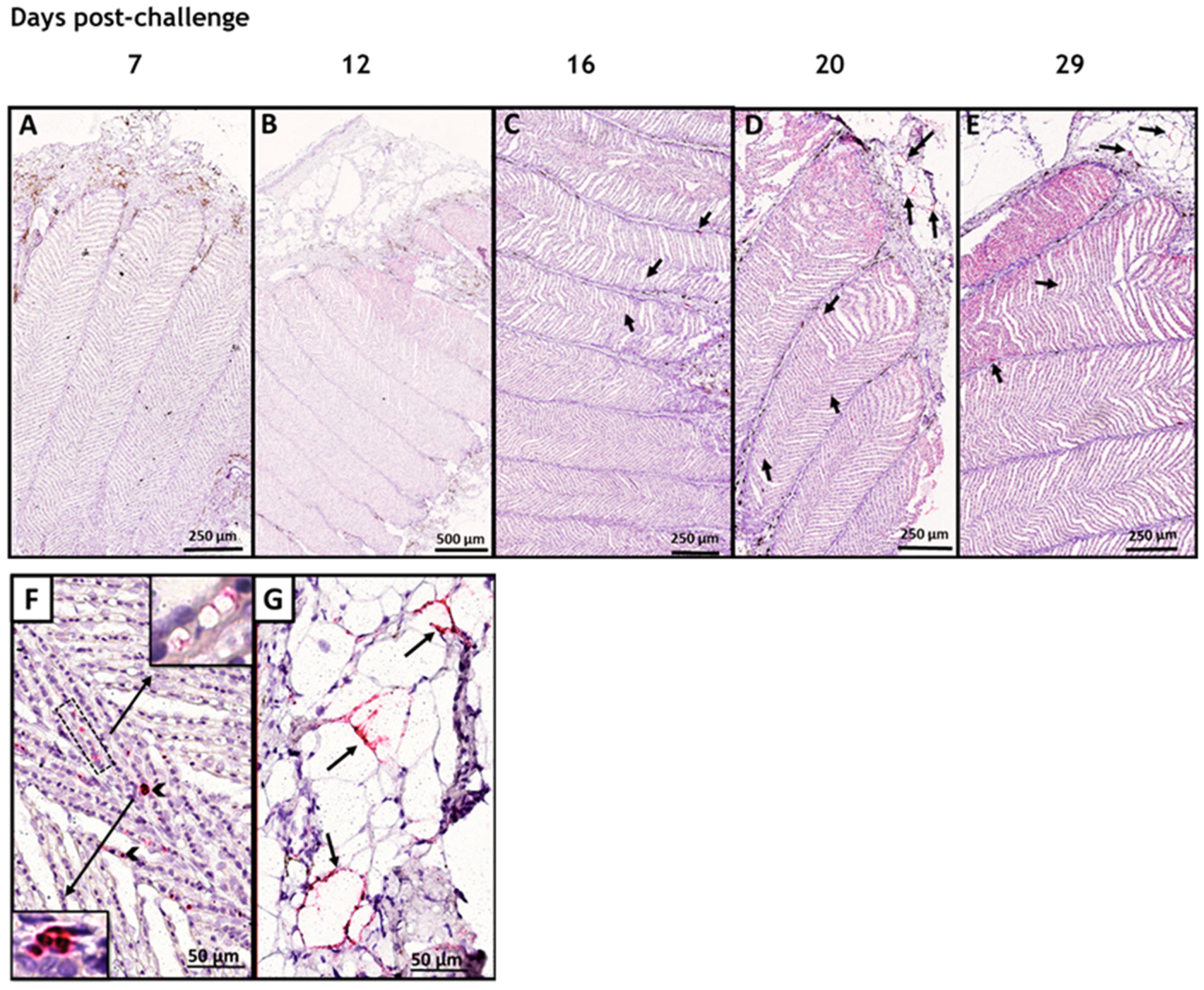 Viruses 15 02450 g002