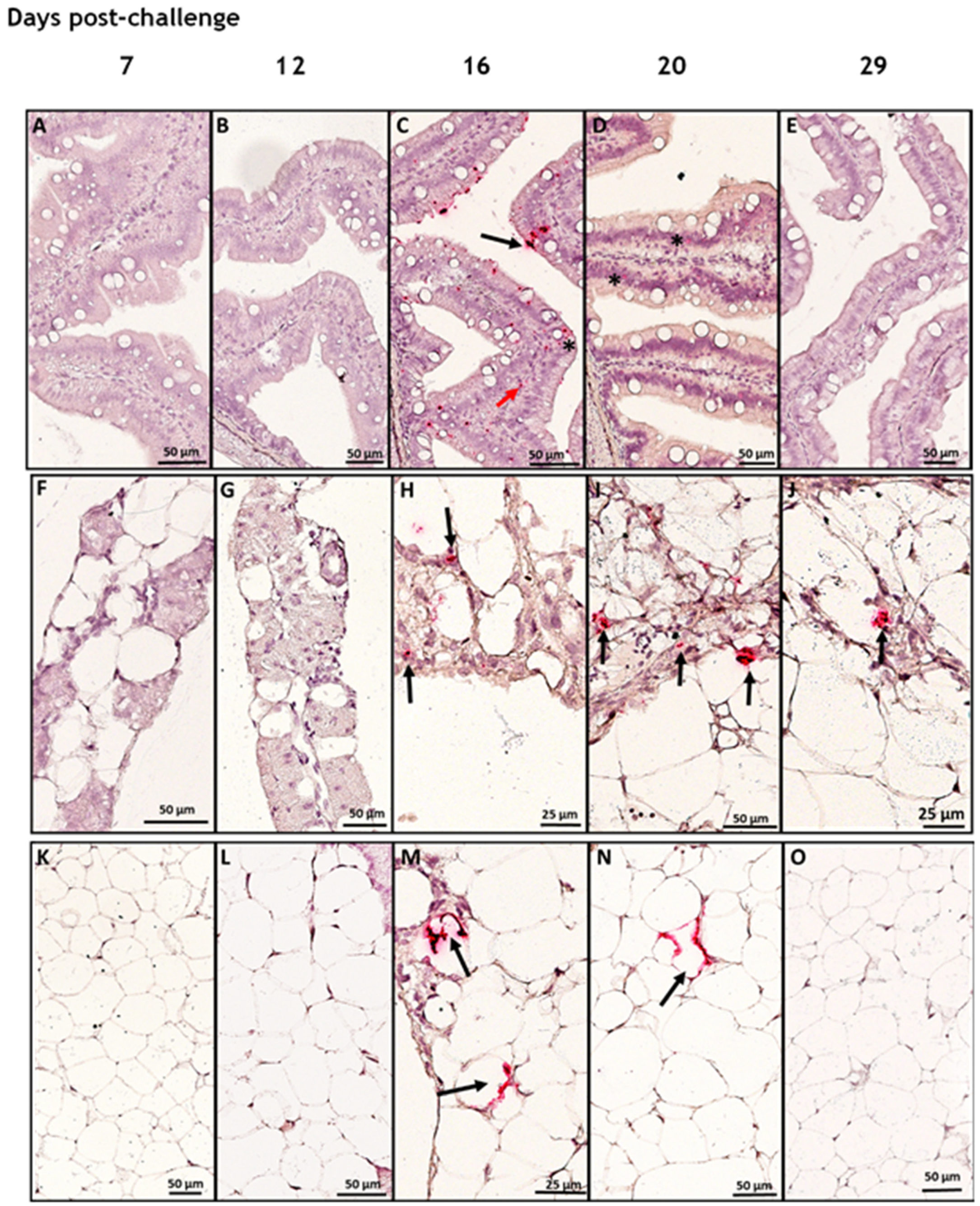 Viruses 15 02450 g004