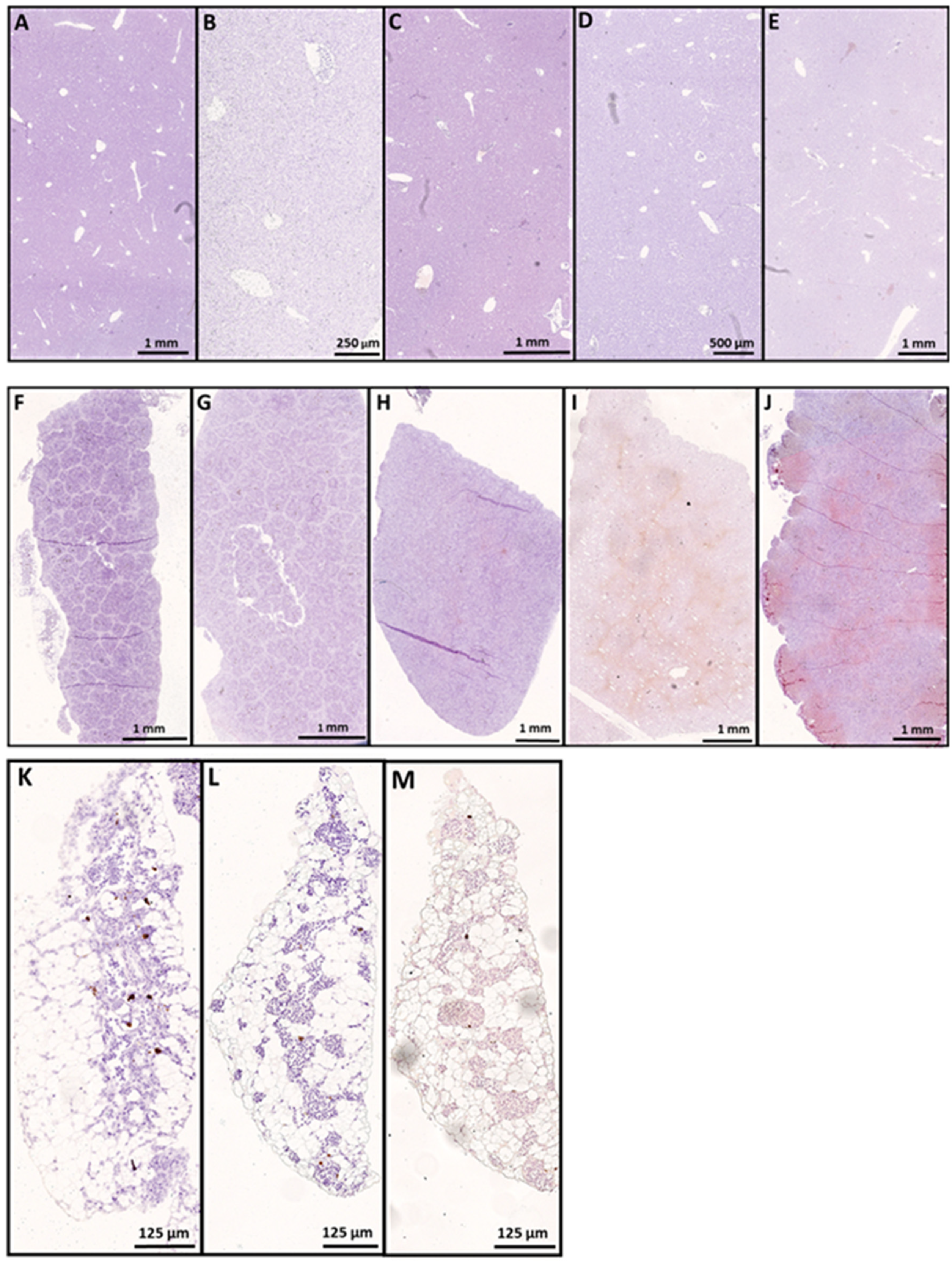 Viruses 15 02450 g006