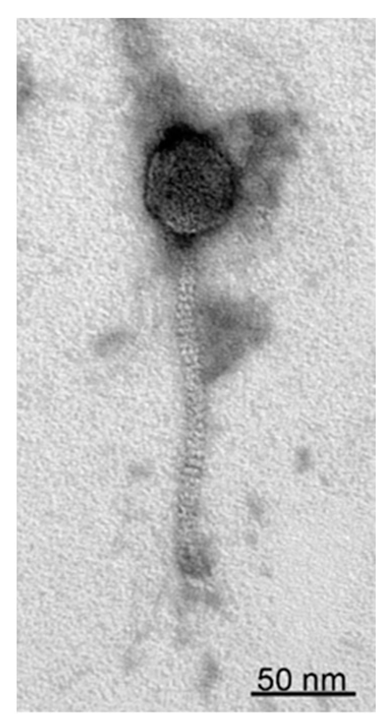 Viruses 15 02455 g001