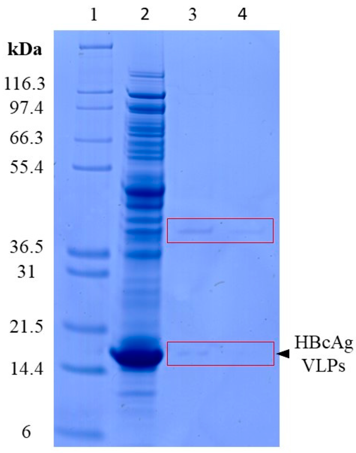 Viruses 16 00013 g002 Viruses 16 00013 g002