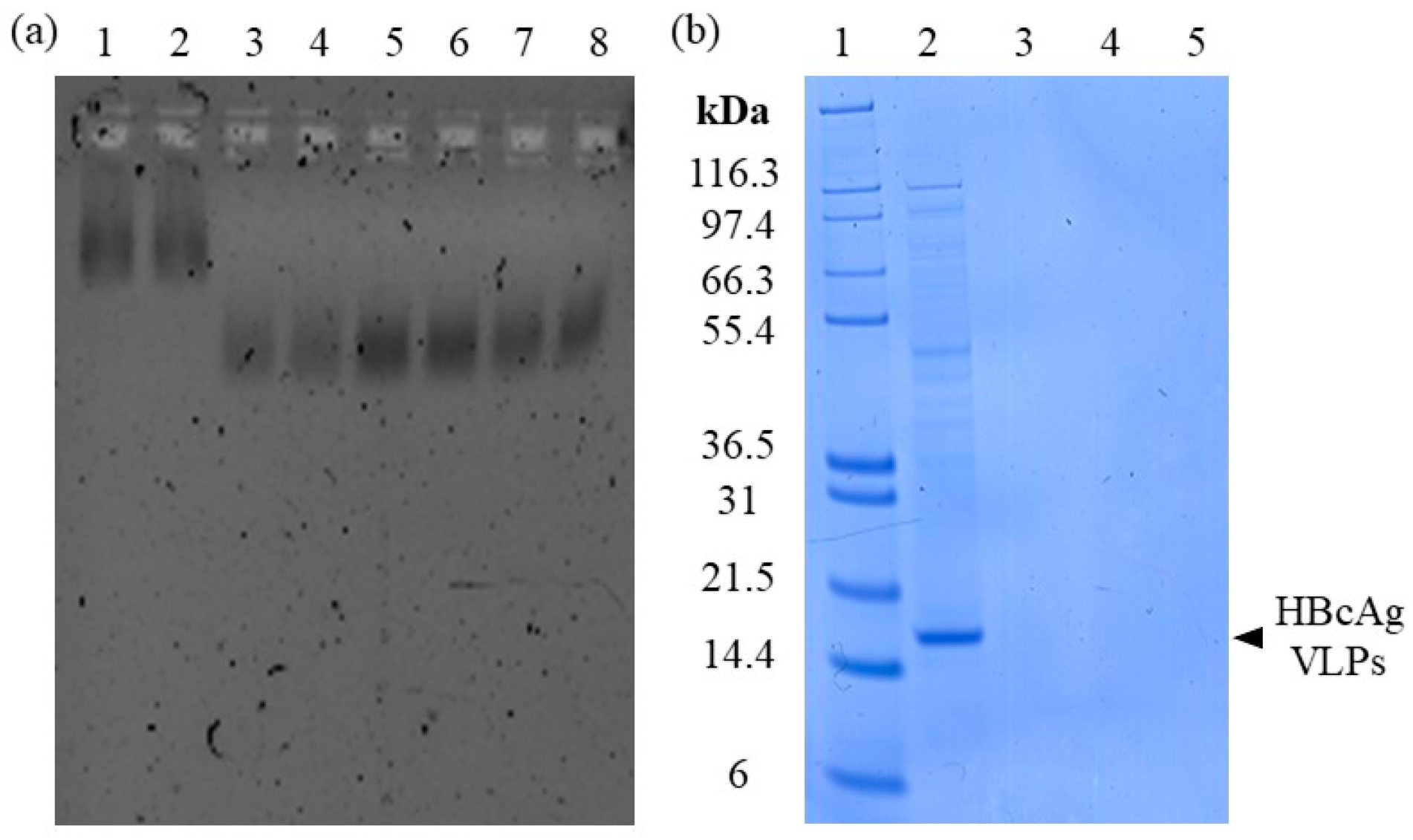 Viruses 16 00013 g003 Viruses 16 00013 g003