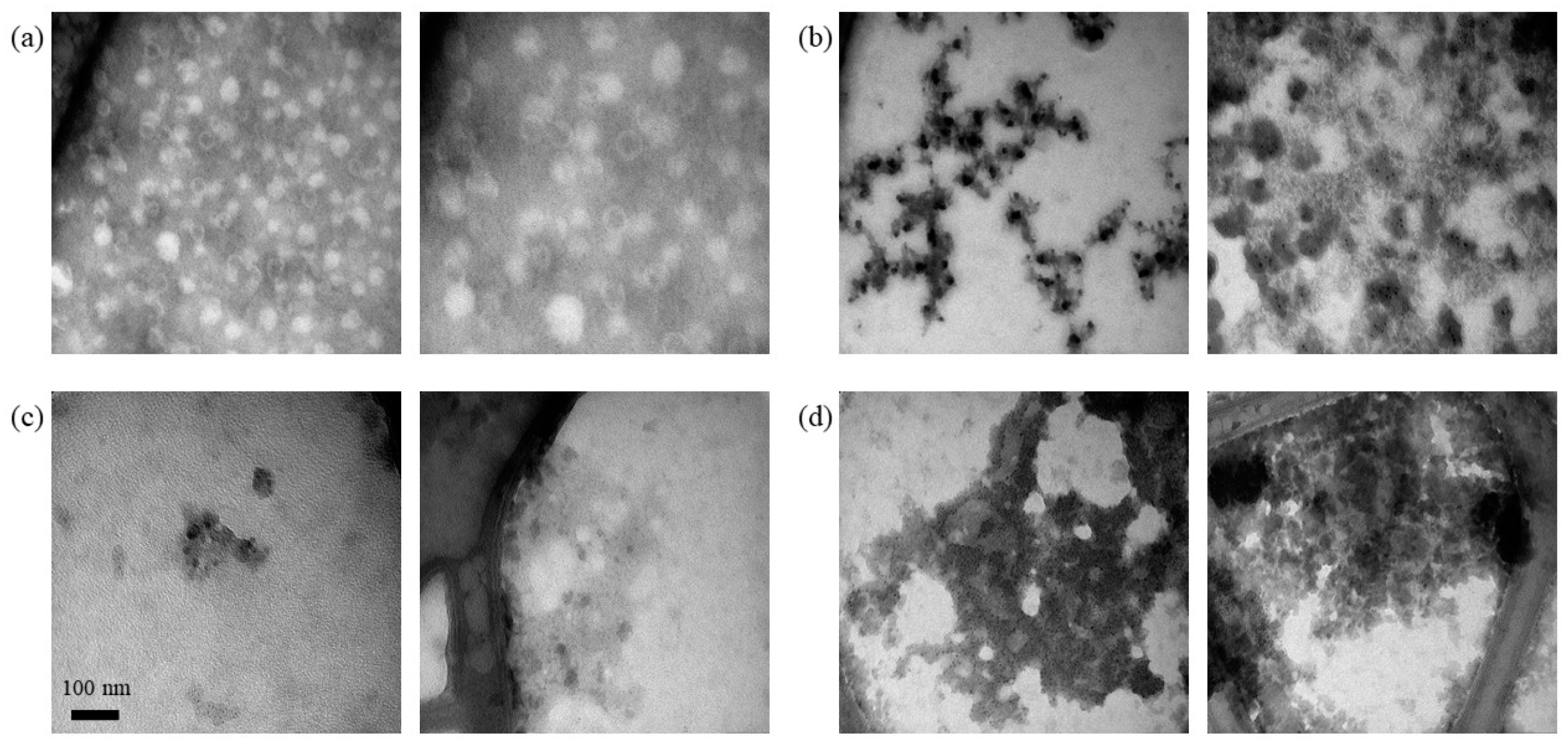 Viruses 16 00013 g007 Viruses 16 00013 g007