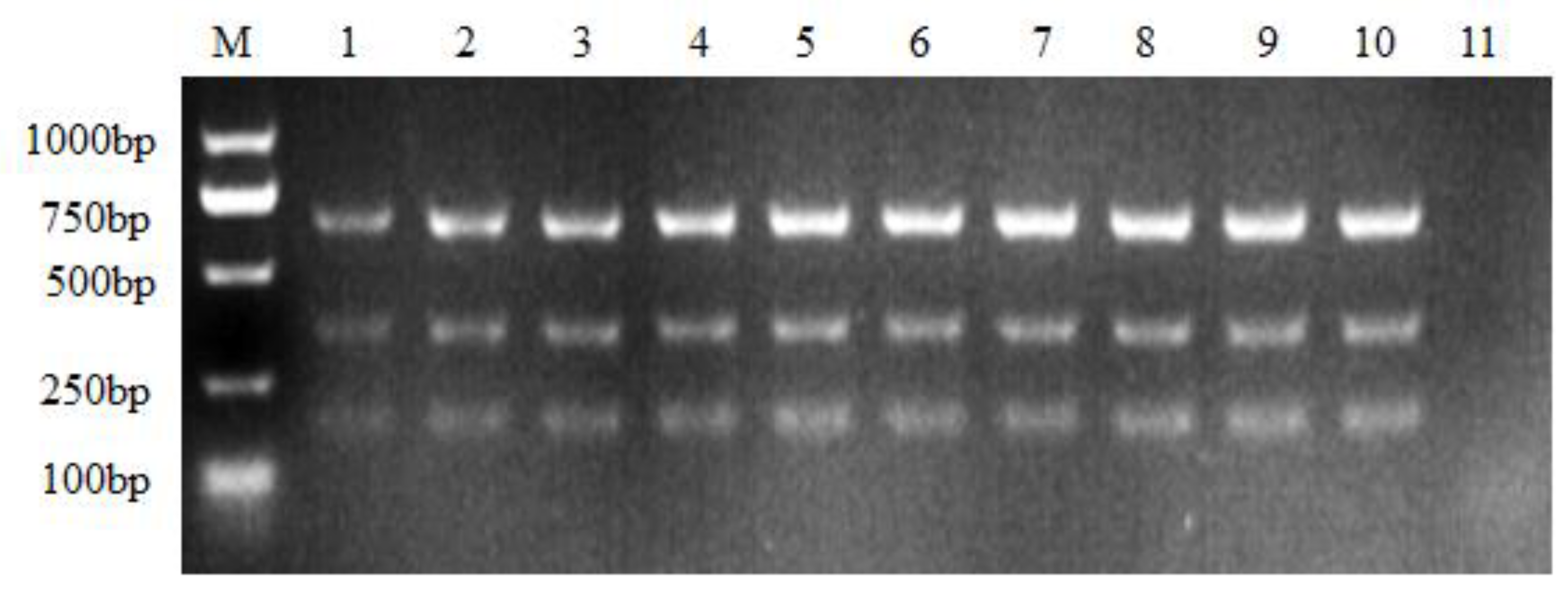 Viruses 16 00015 g001